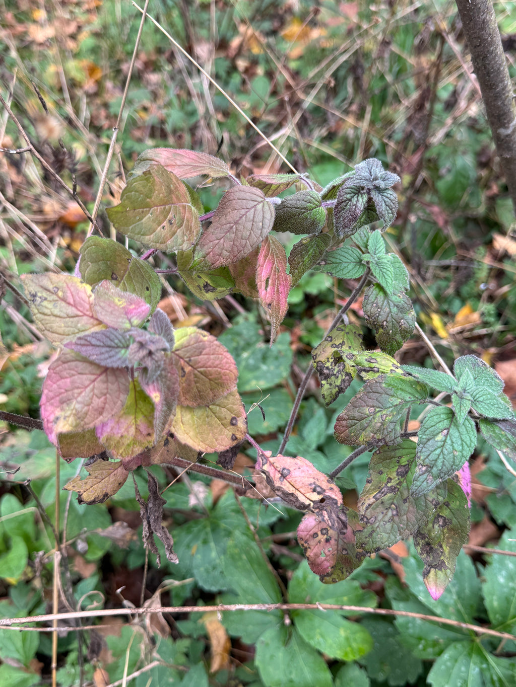 Hairy Wood Mint (Blephilia Hirsuta)