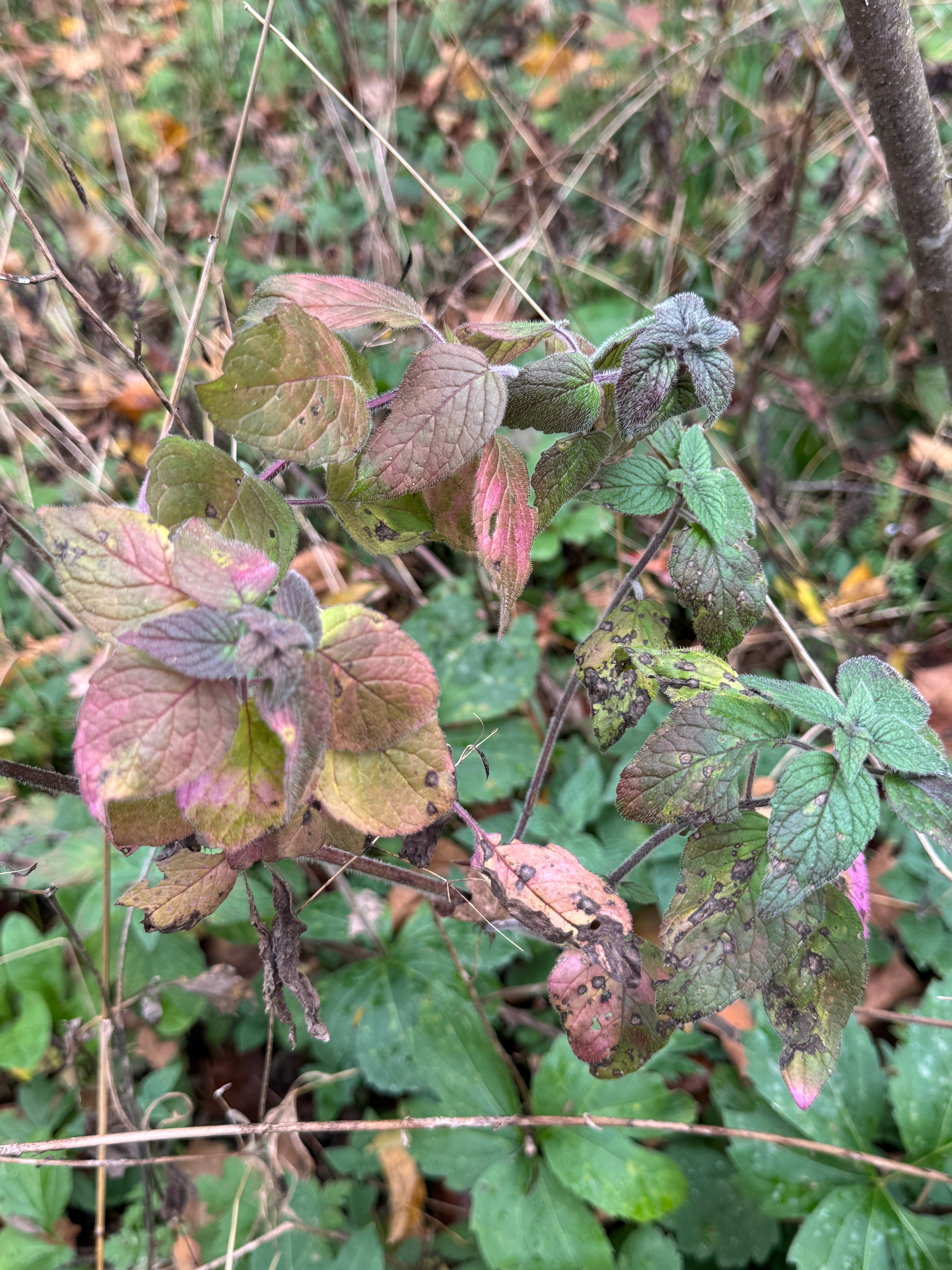 Hairy Wood Mint (Blephilia Hirsuta)