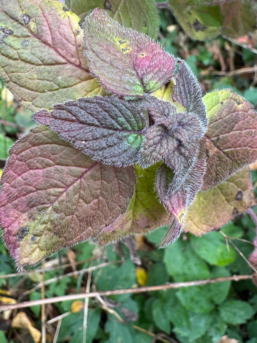 Hairy Wood Mint (Blephilia Hirsuta)