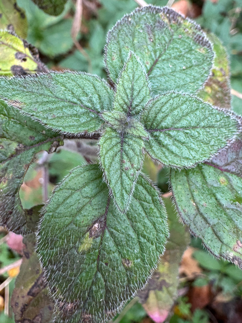 Hairy Wood Mint (Blephilia Hirsuta)