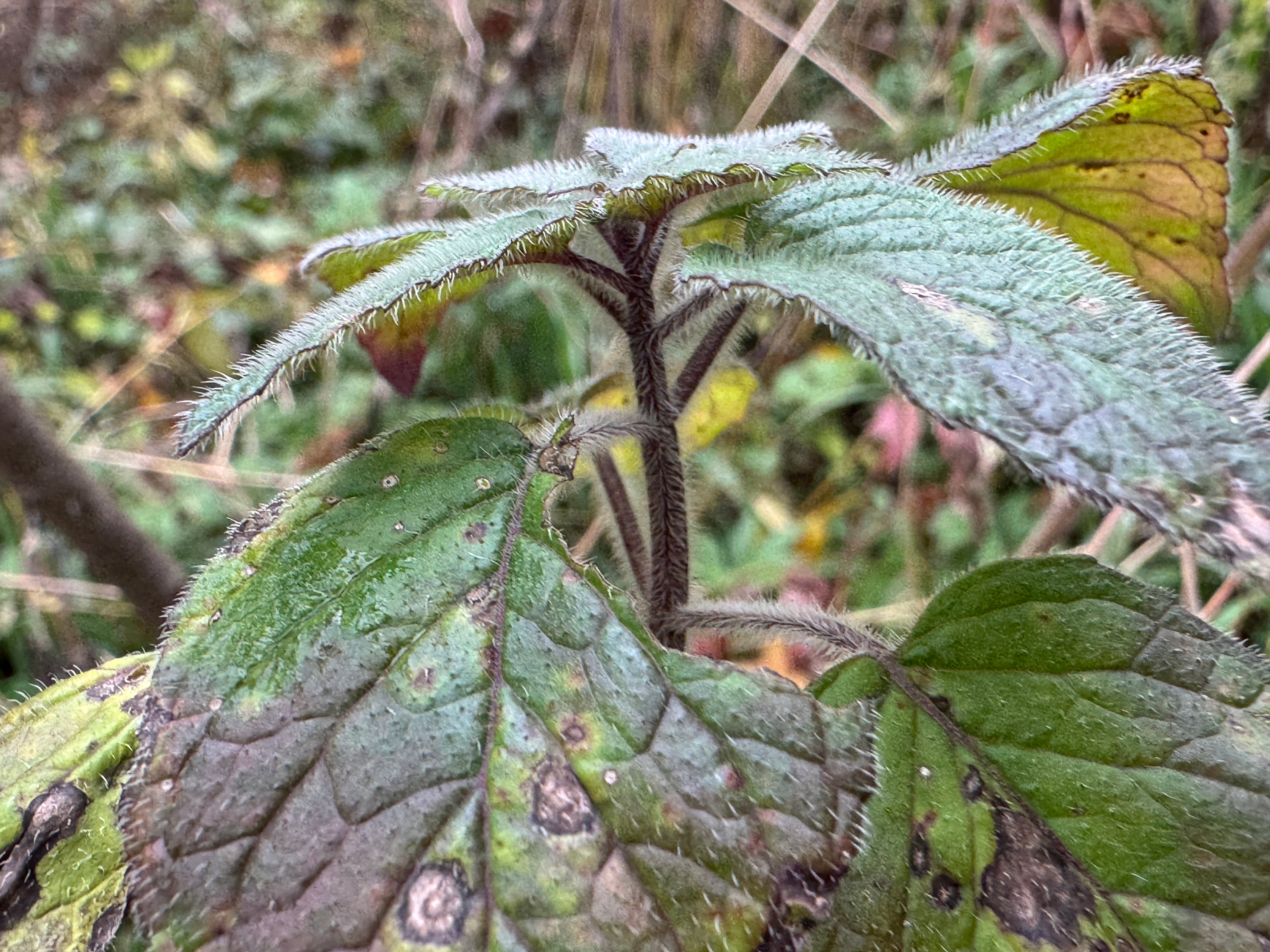 Hairy Wood Mint (Blephilia Hirsuta)