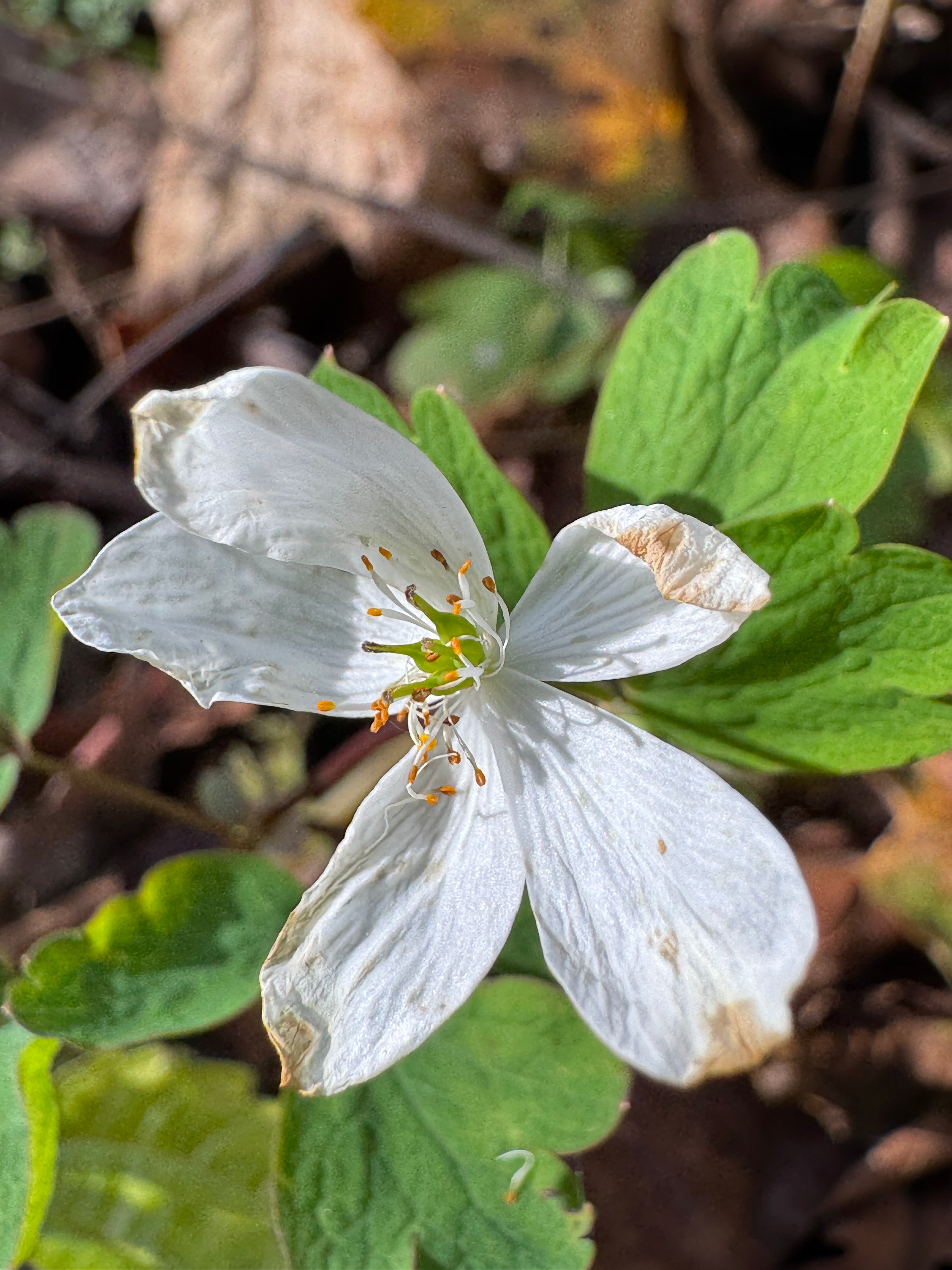 False Rue Anemone (Enemion Biternatum)