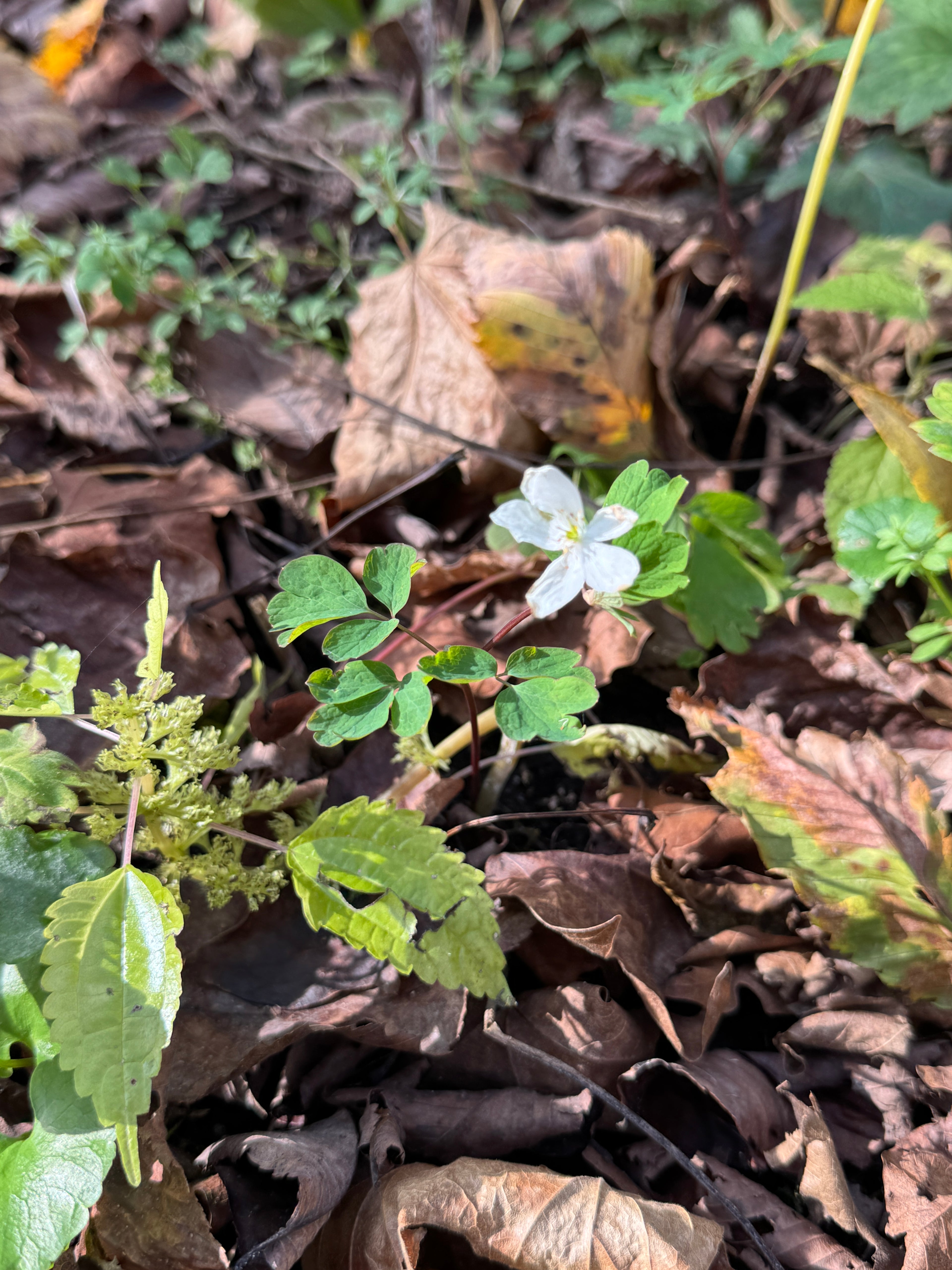 False Rue Anemone (Enemion Biternatum)