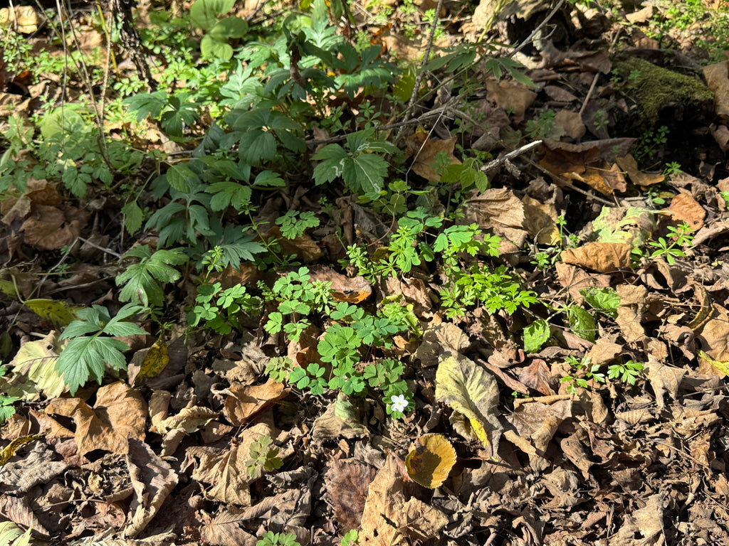False Rue Anemone (Enemion Biternatum)