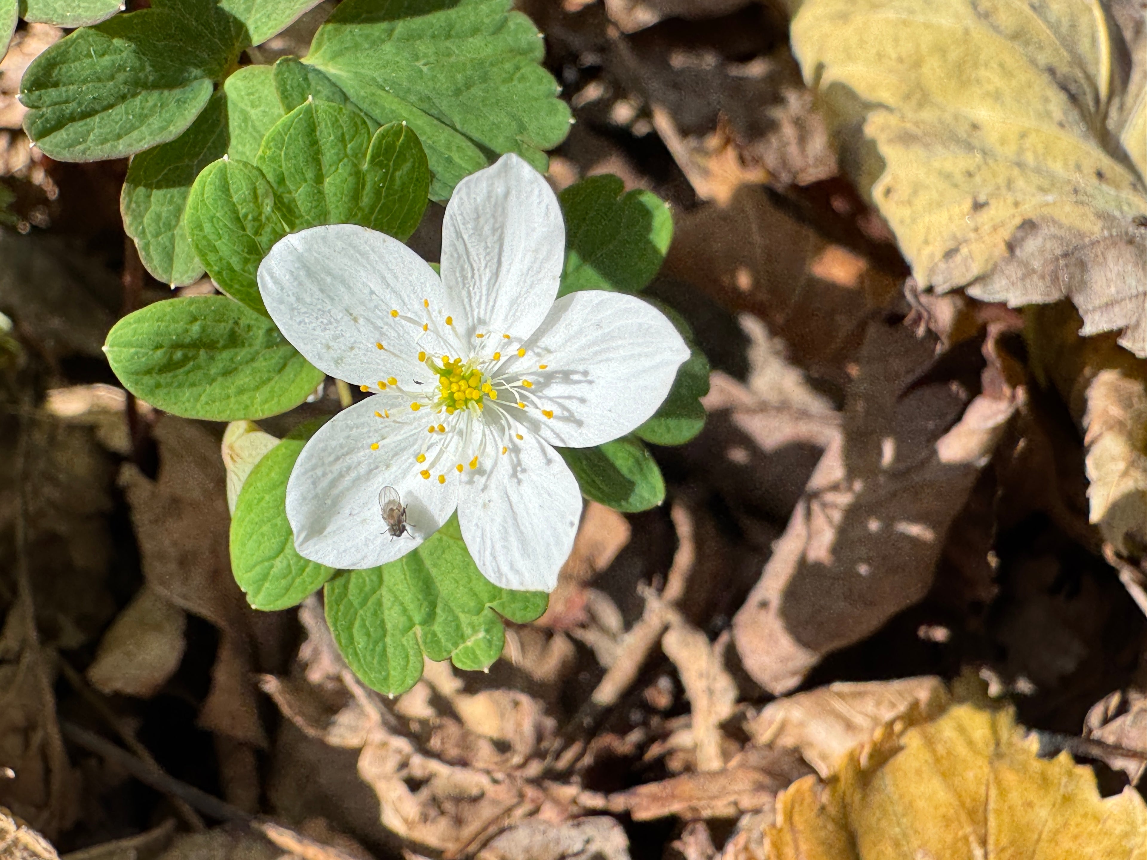 False Rue Anemone (Enemion Biternatum)