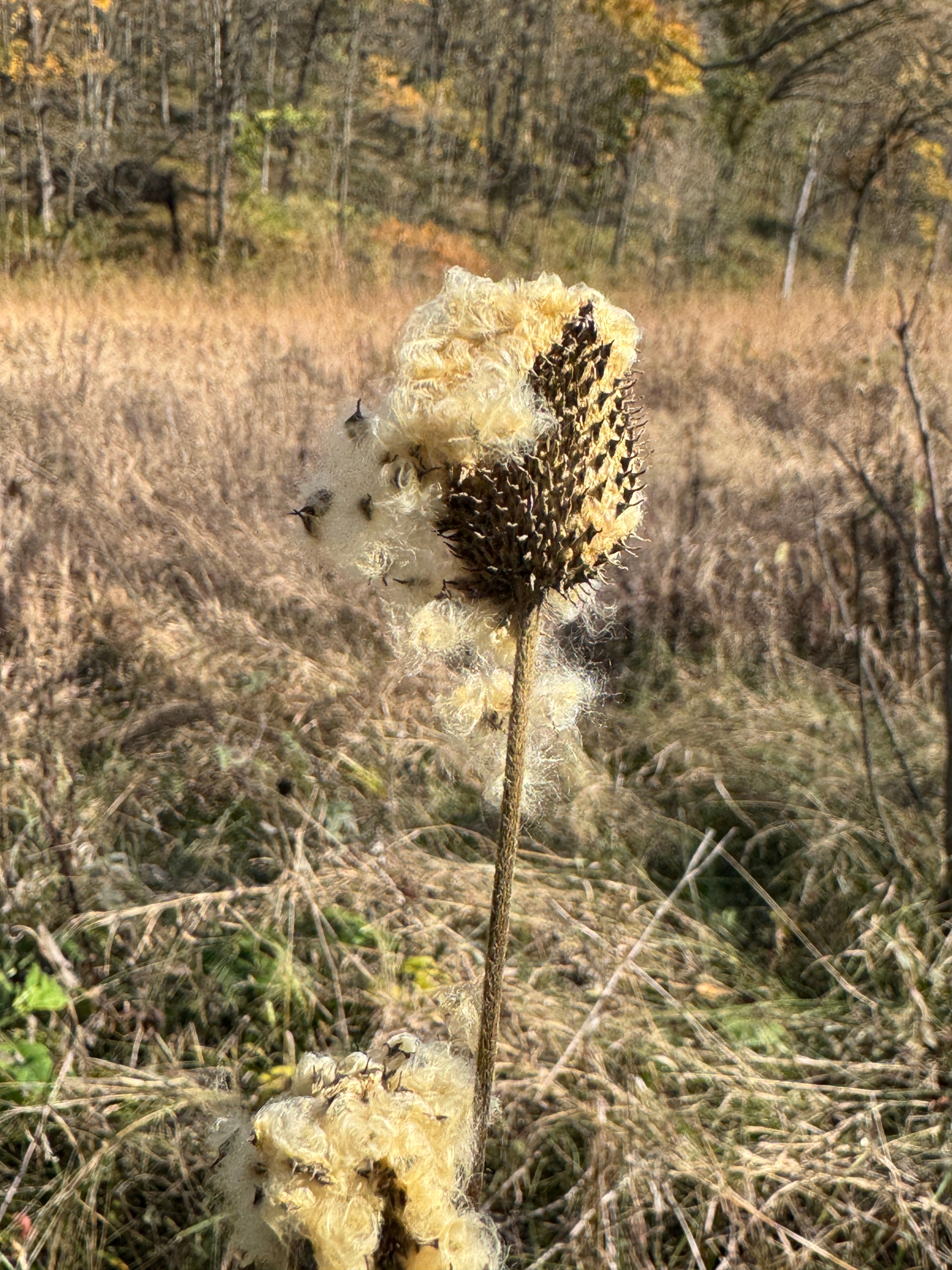 Tall Thimbleweed (Anemone Virginiana)