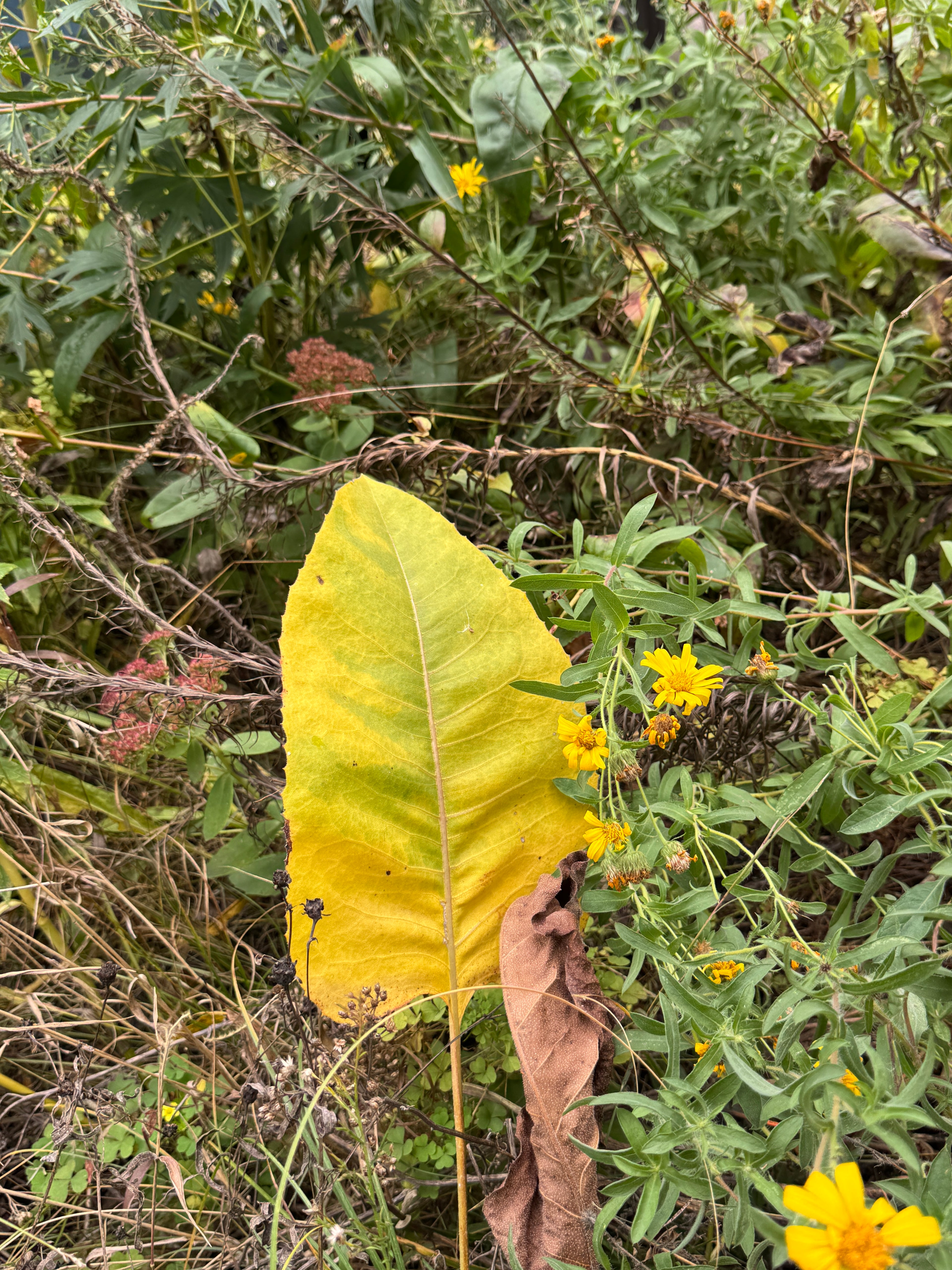 Prairie Dock (Silphium Terebinthinaceum)