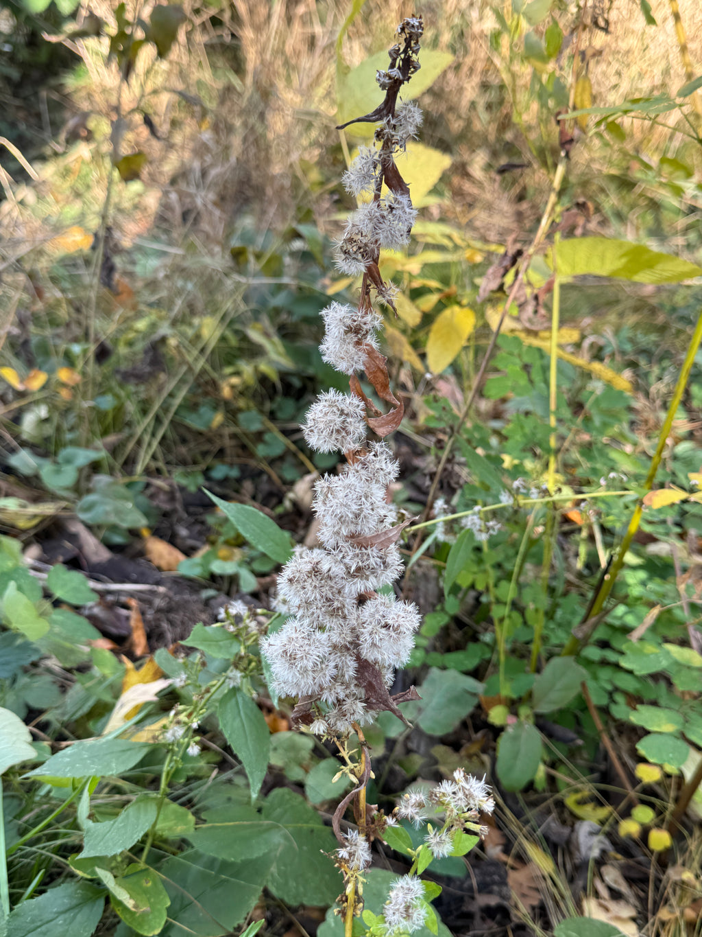 Zigzag Goldenrod (Solidago Flexicaulis)