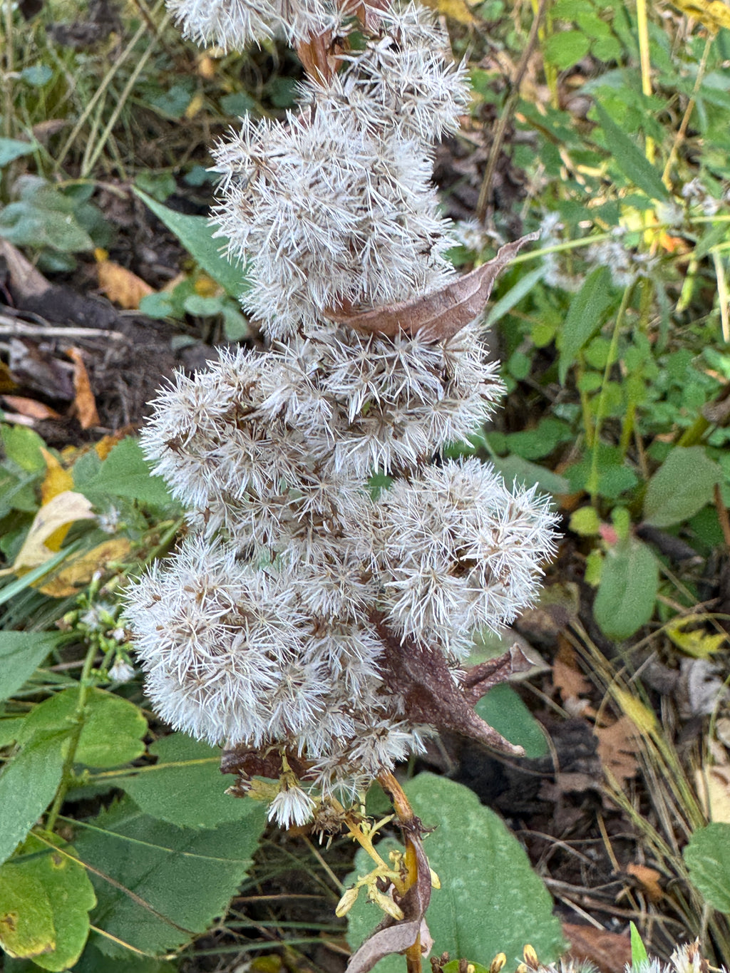 Zigzag Goldenrod (Solidago Flexicaulis)