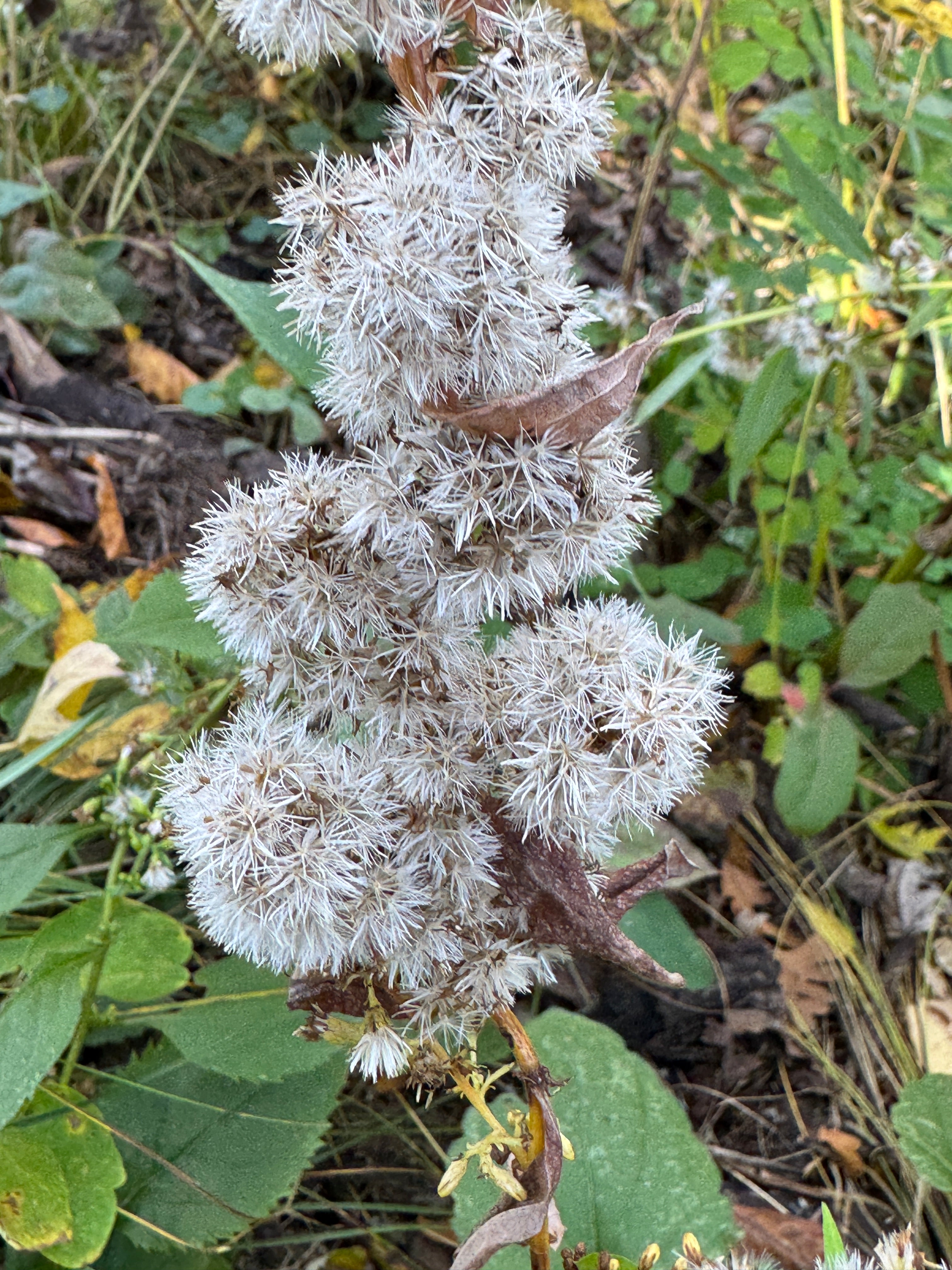 Zigzag Goldenrod (Solidago Flexicaulis)