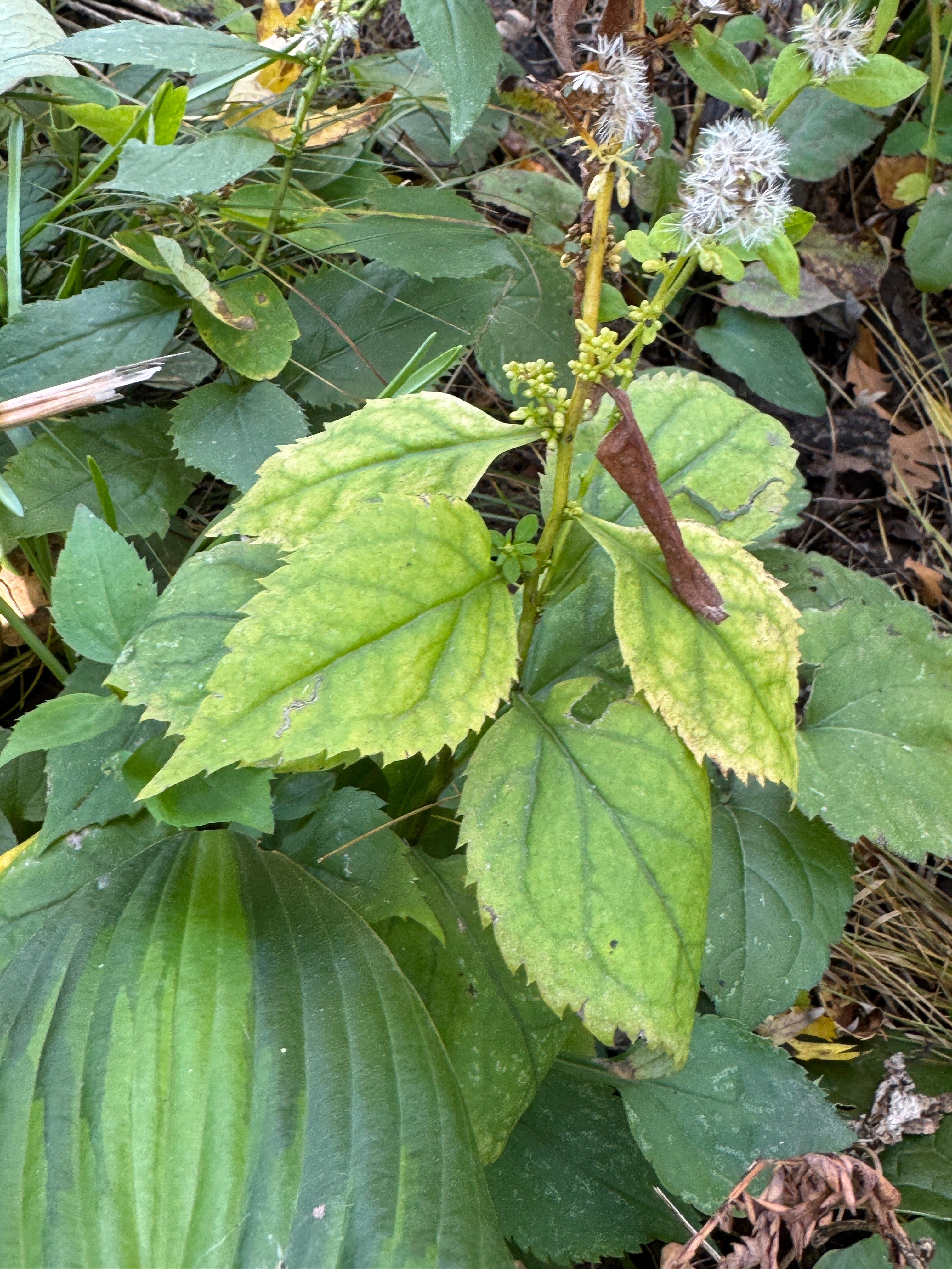 Zigzag Goldenrod (Solidago Flexicaulis)