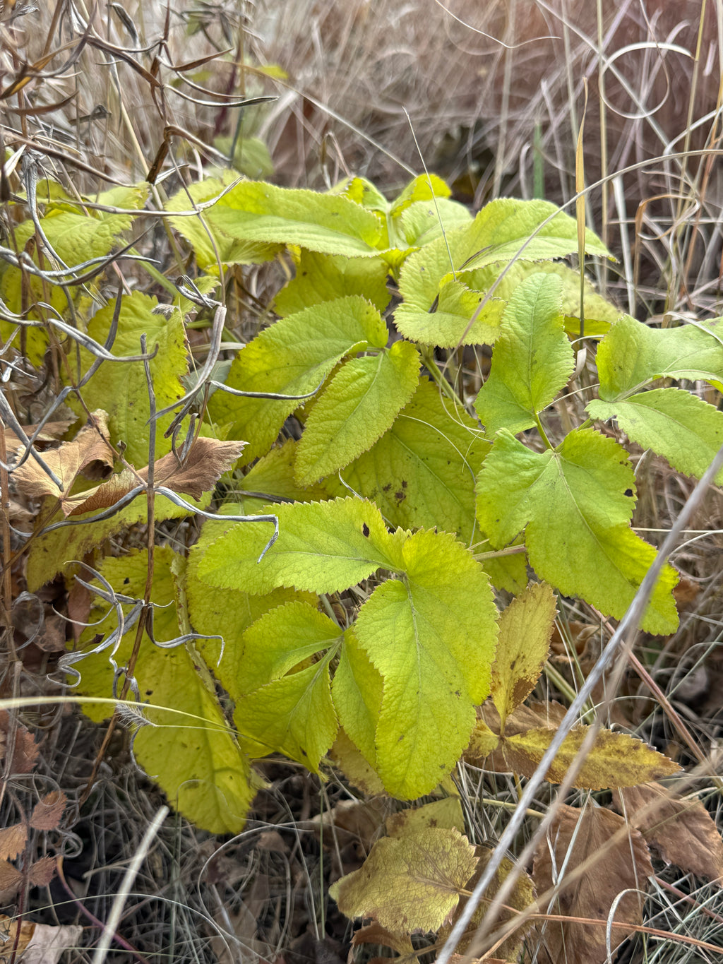 Golden Alexanders (Zizia Aurea)