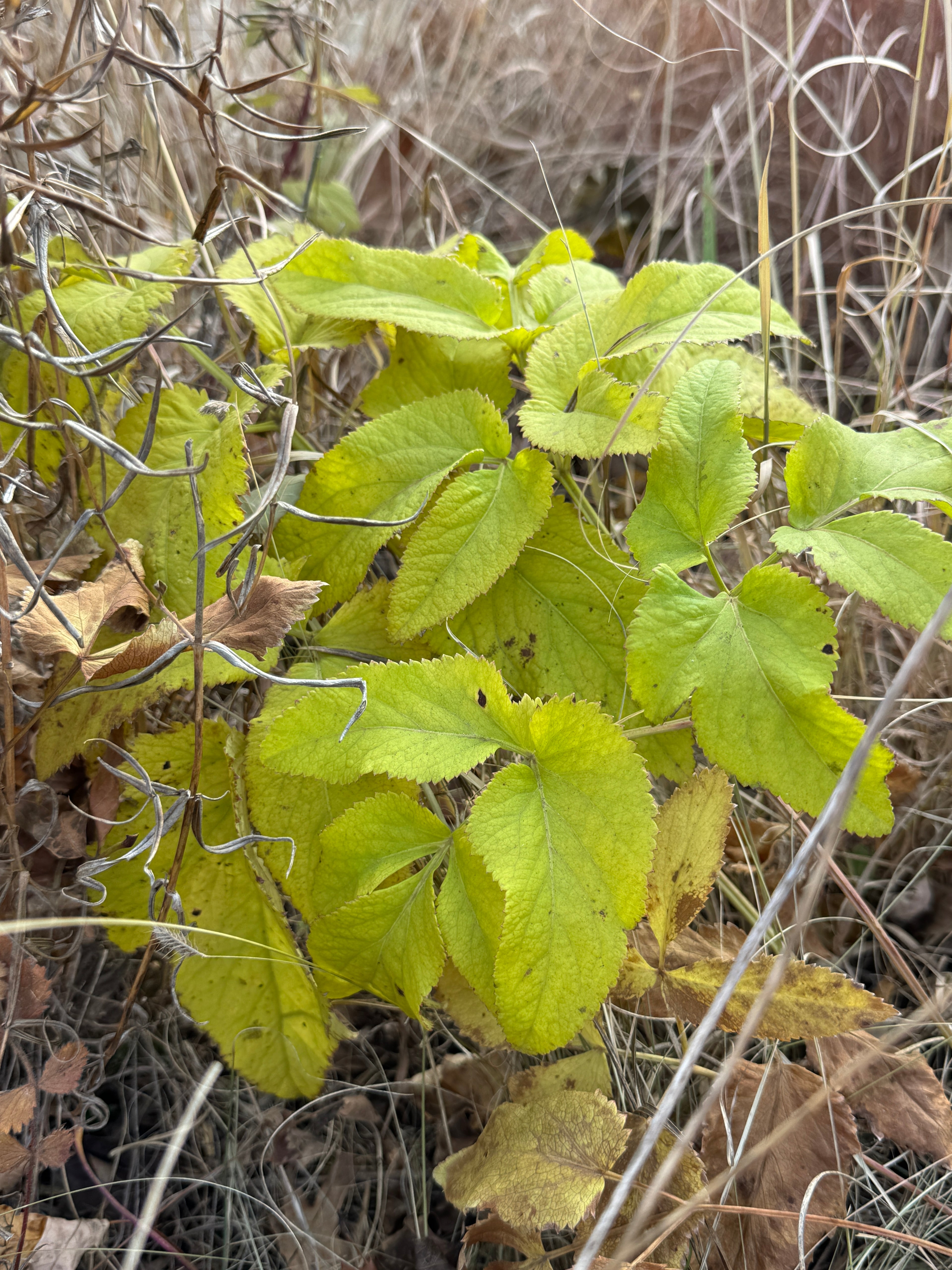 Golden Alexanders (Zizia Aurea)
