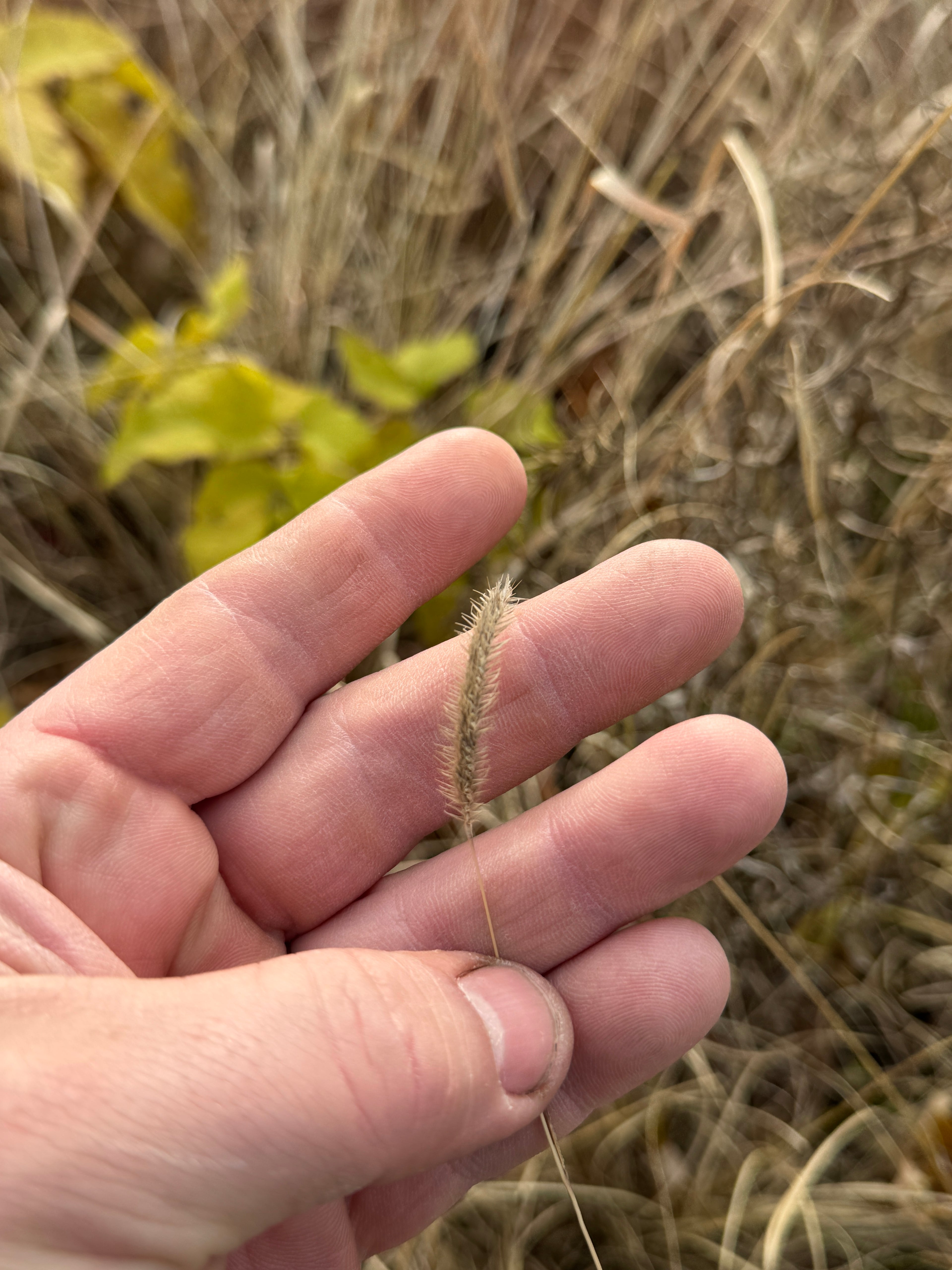 Blue Grama (Bouteloua Gracilis)