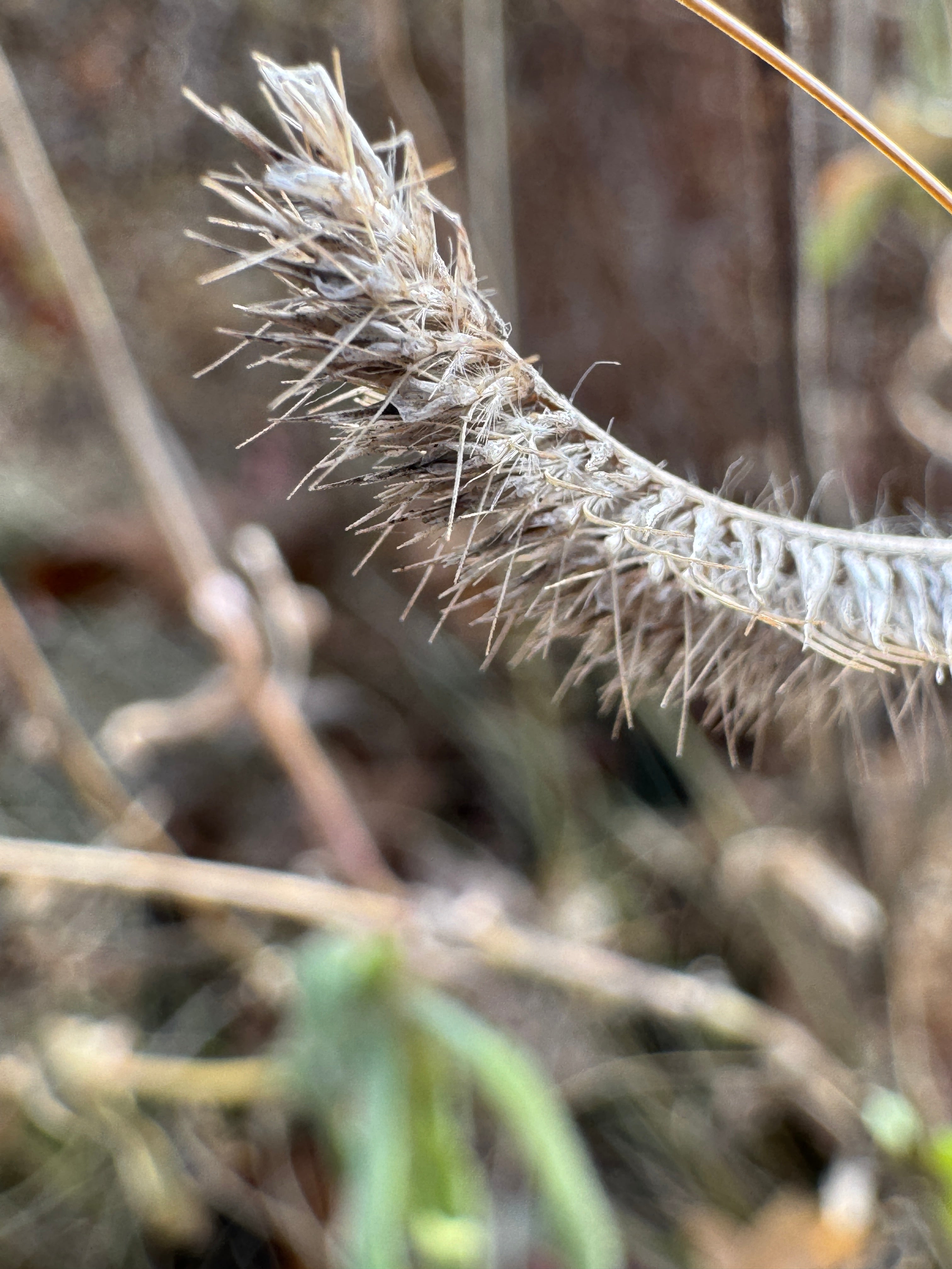 Blue Grama (Bouteloua Gracilis)