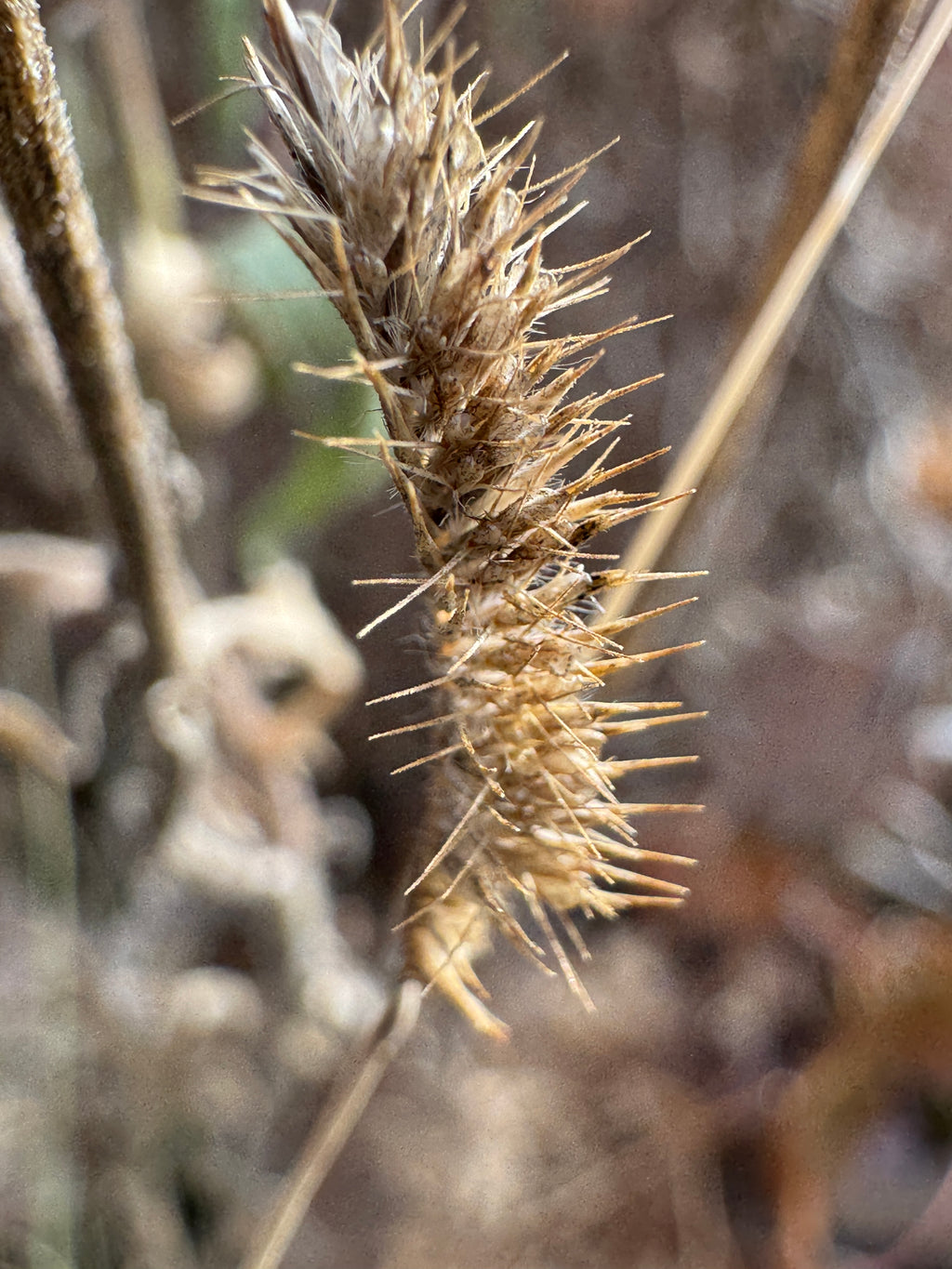 Blue Grama (Bouteloua Gracilis)