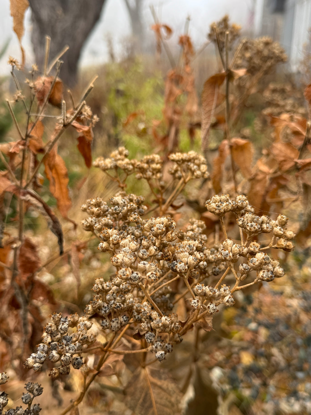 Wild Quinine (Parthenium Integrifolium)