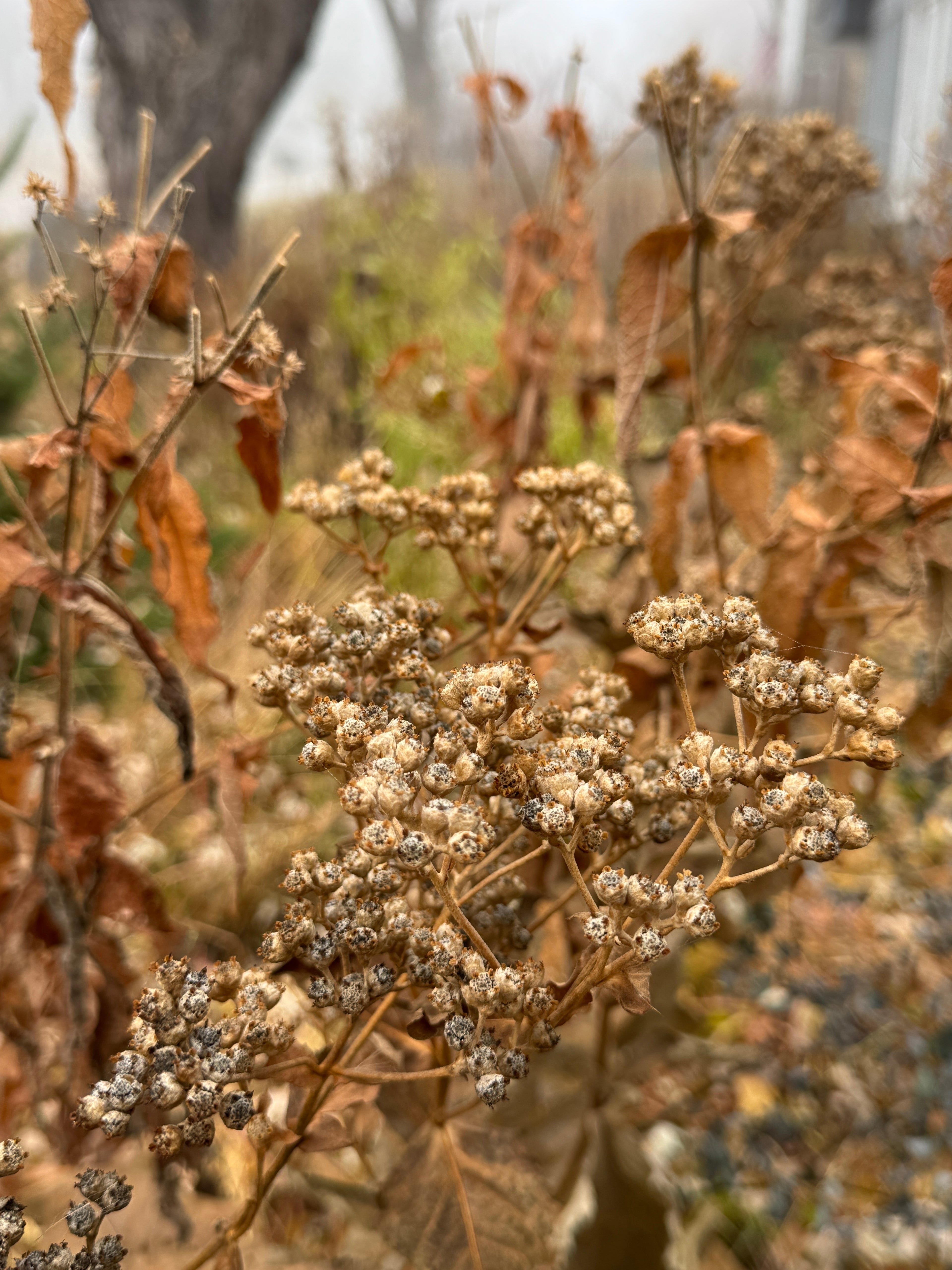 Wild Quinine (Parthenium Integrifolium)