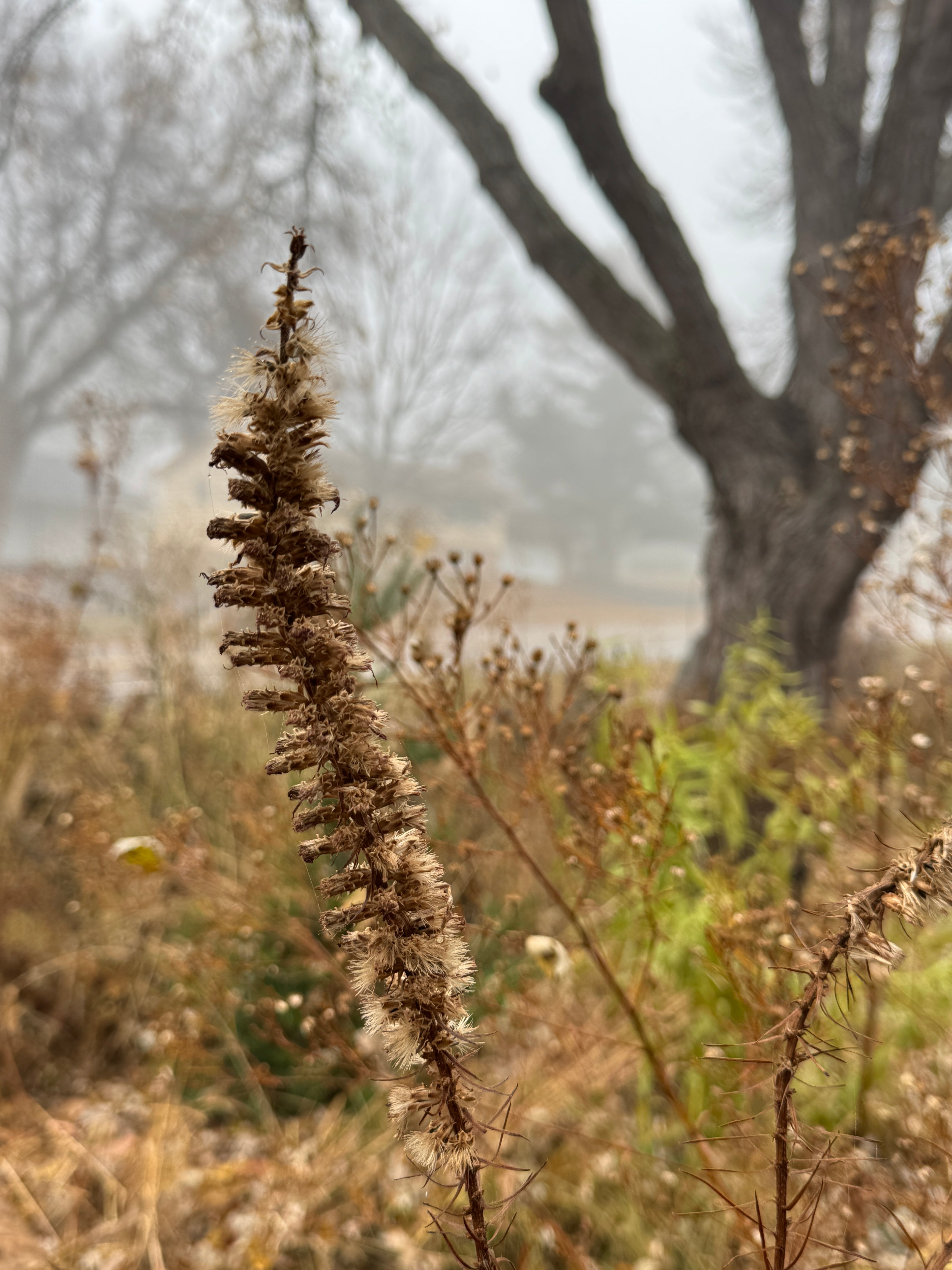 Prairie Blazing Star (Liatris Pycnostachya)