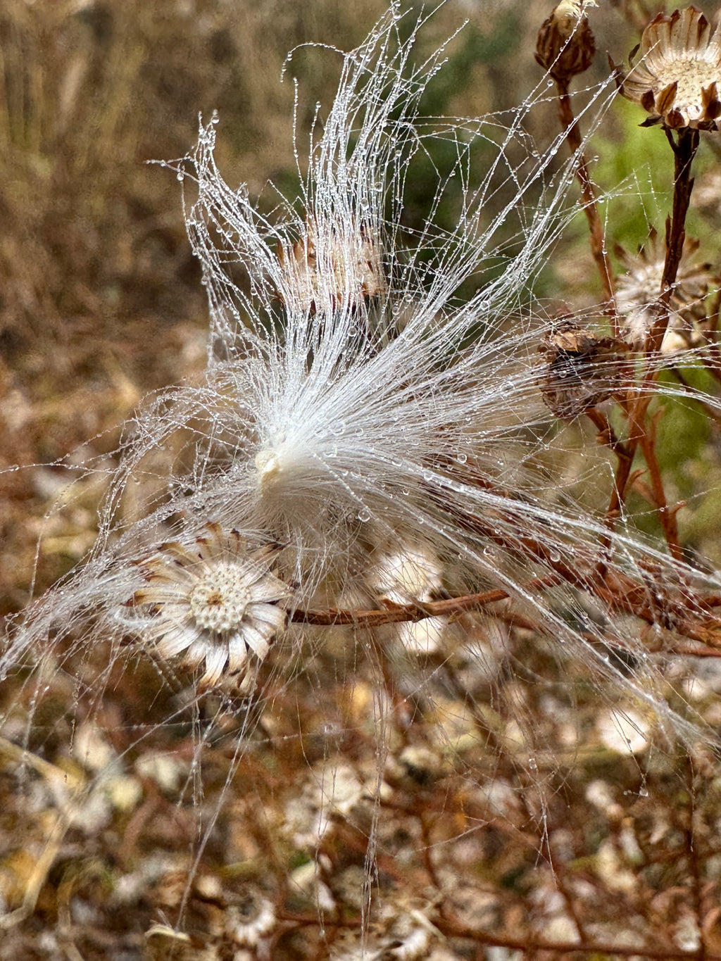 Common Milkweed (Asclepias Syriaca)
