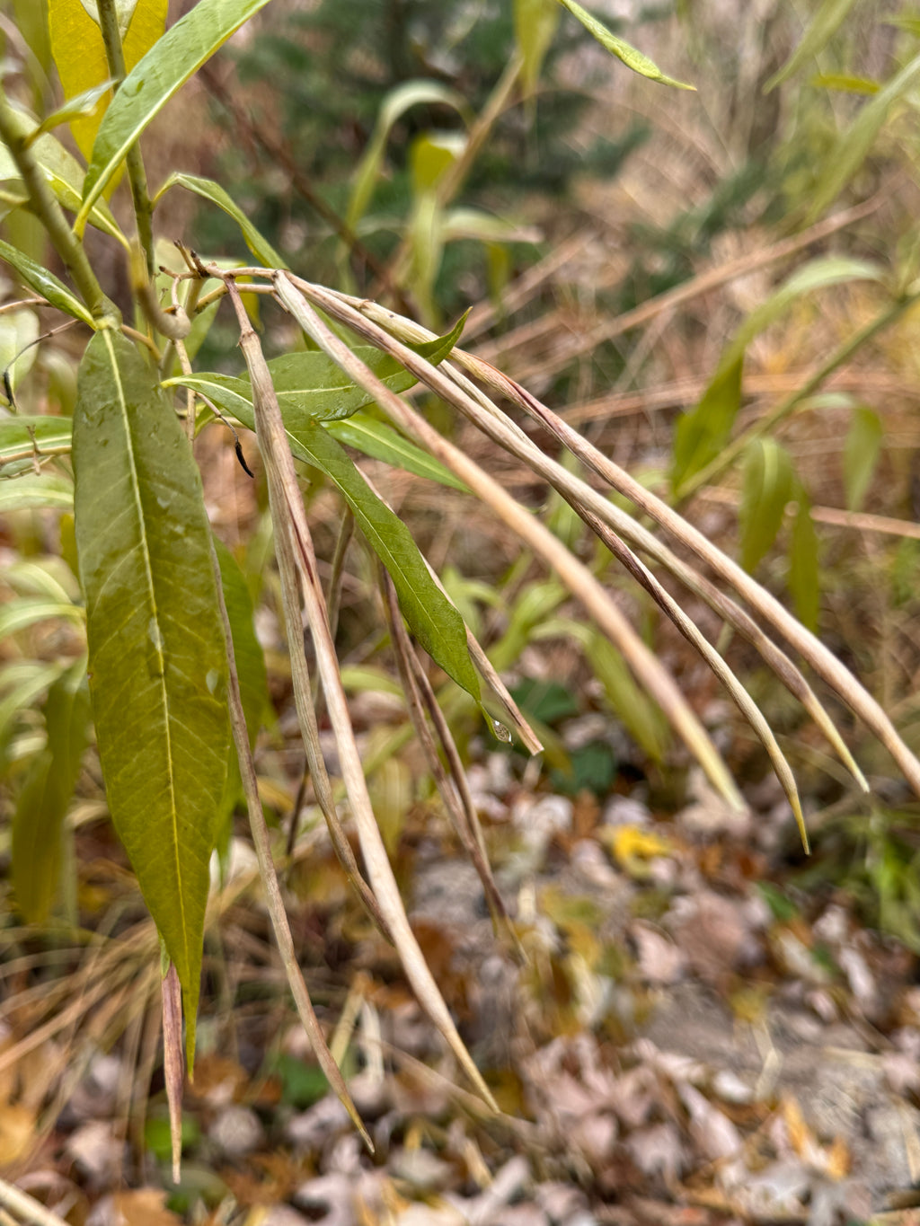 Ozark Bluestar (Amsonia Illustris)