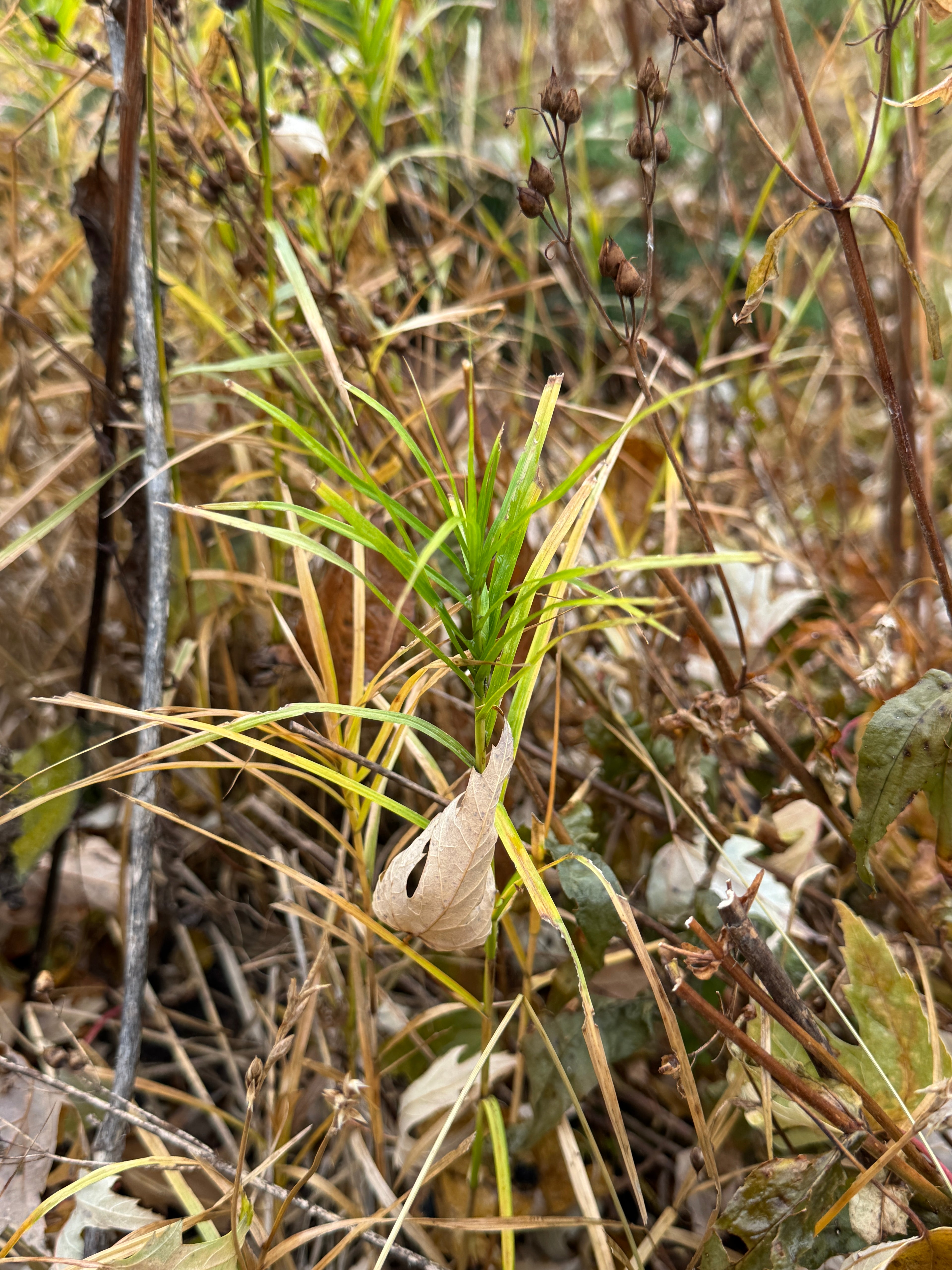 Palm Sedge (Carex Muskingumensis)