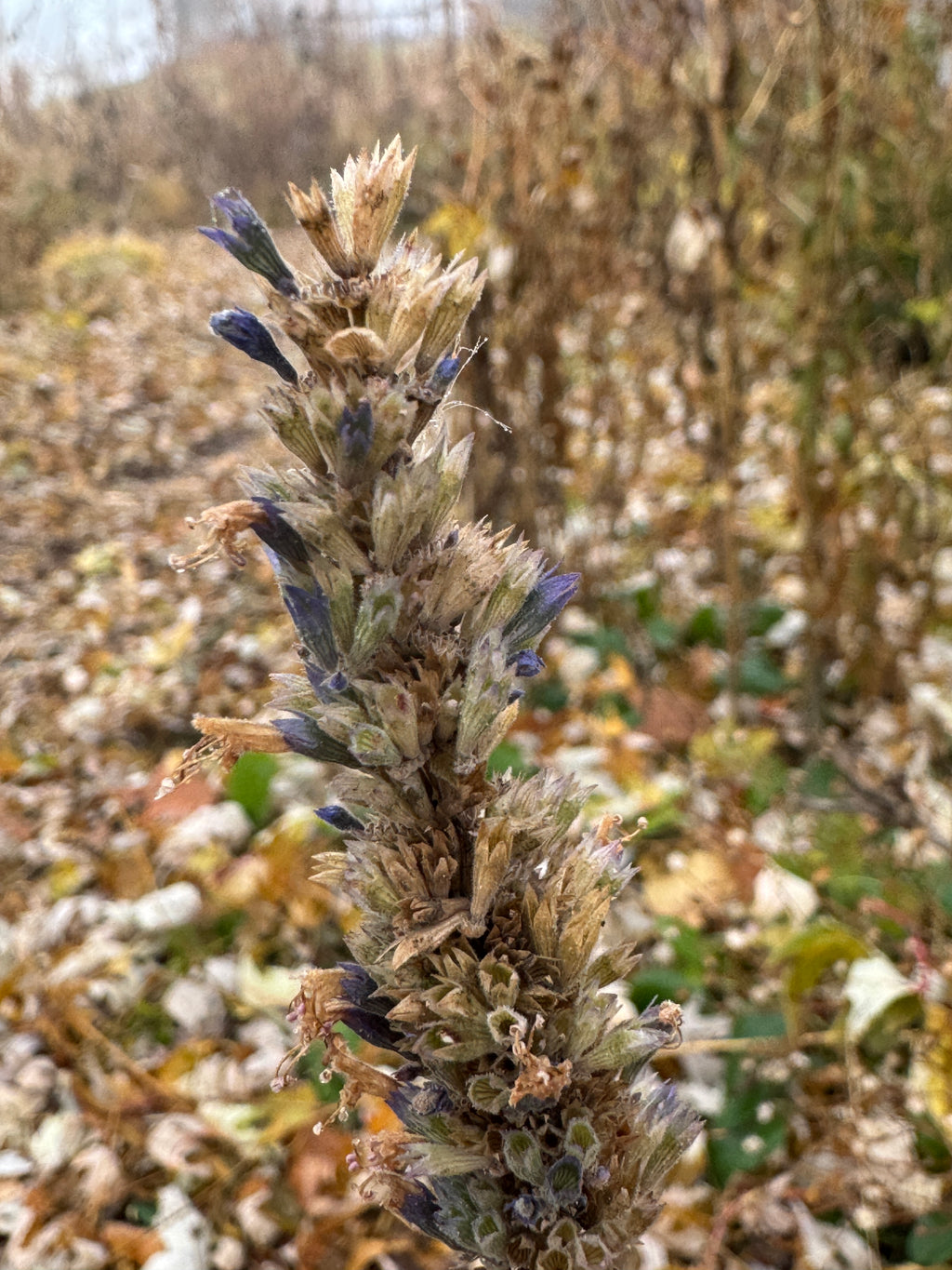 Anise Hyssop (Agastache foeniculum)