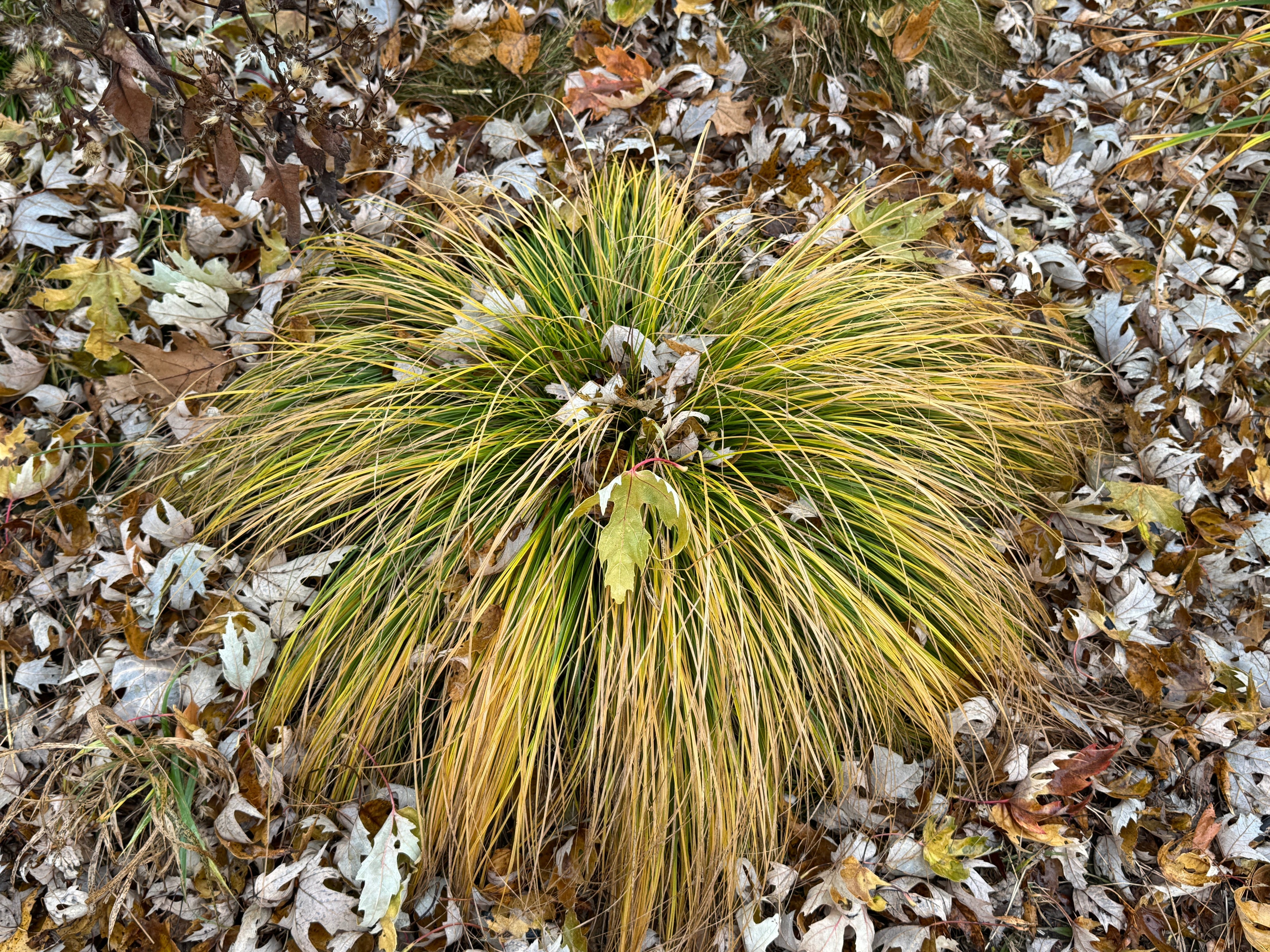 White Tinged Sedge (Carex albicans)