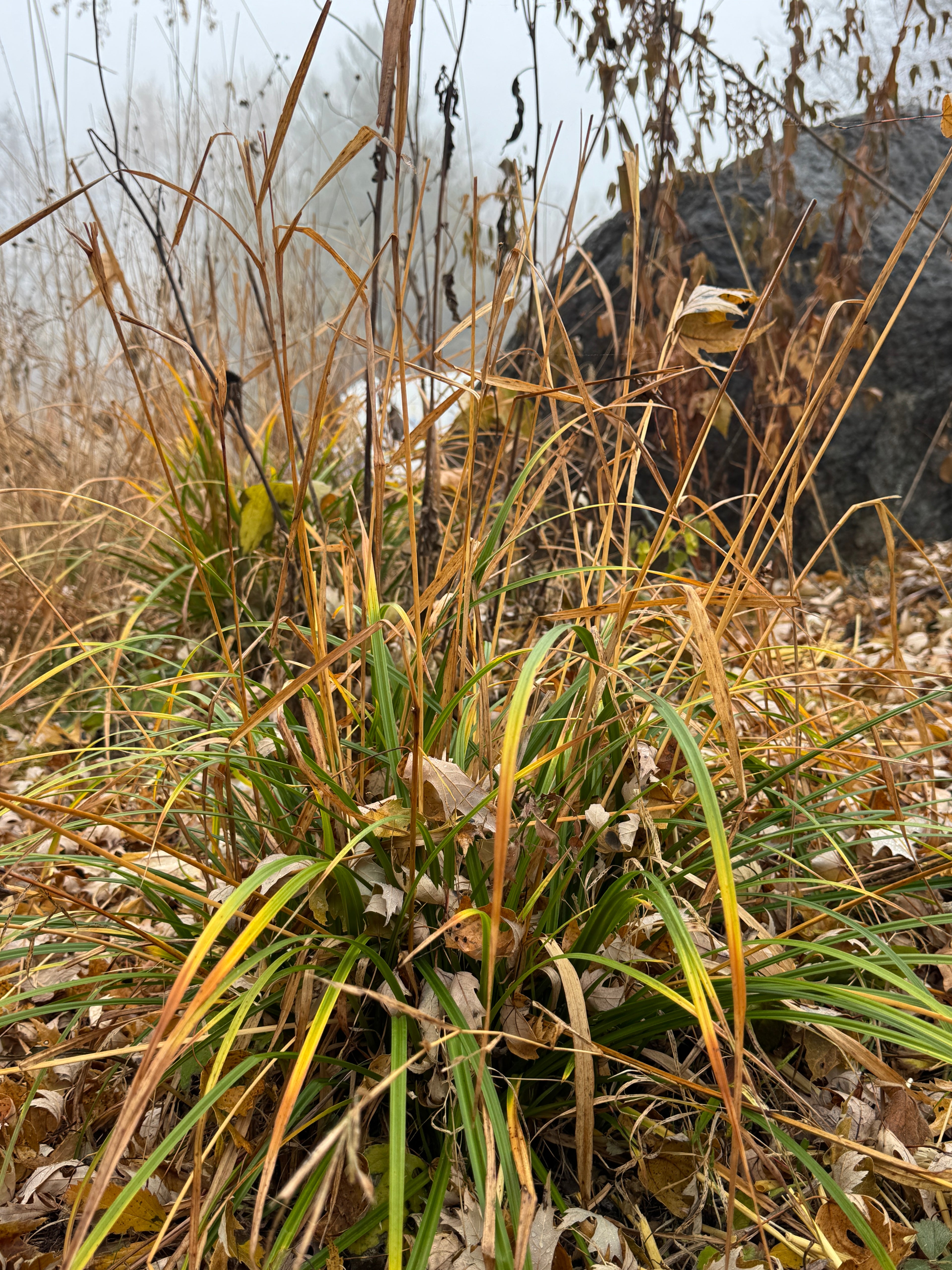 Gray's Sedge (Carex Grayi)