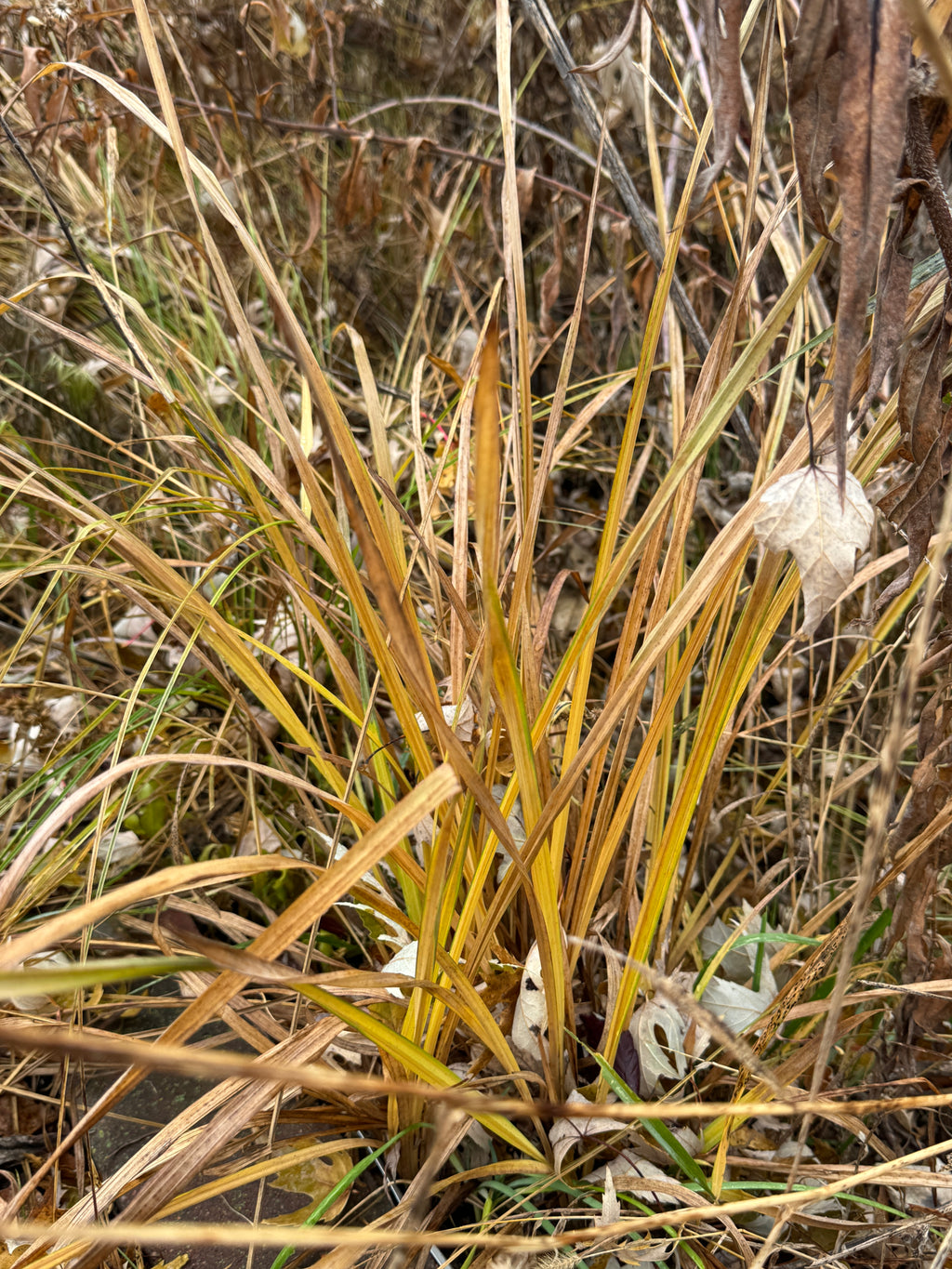 Gray's Sedge (Carex Grayi)