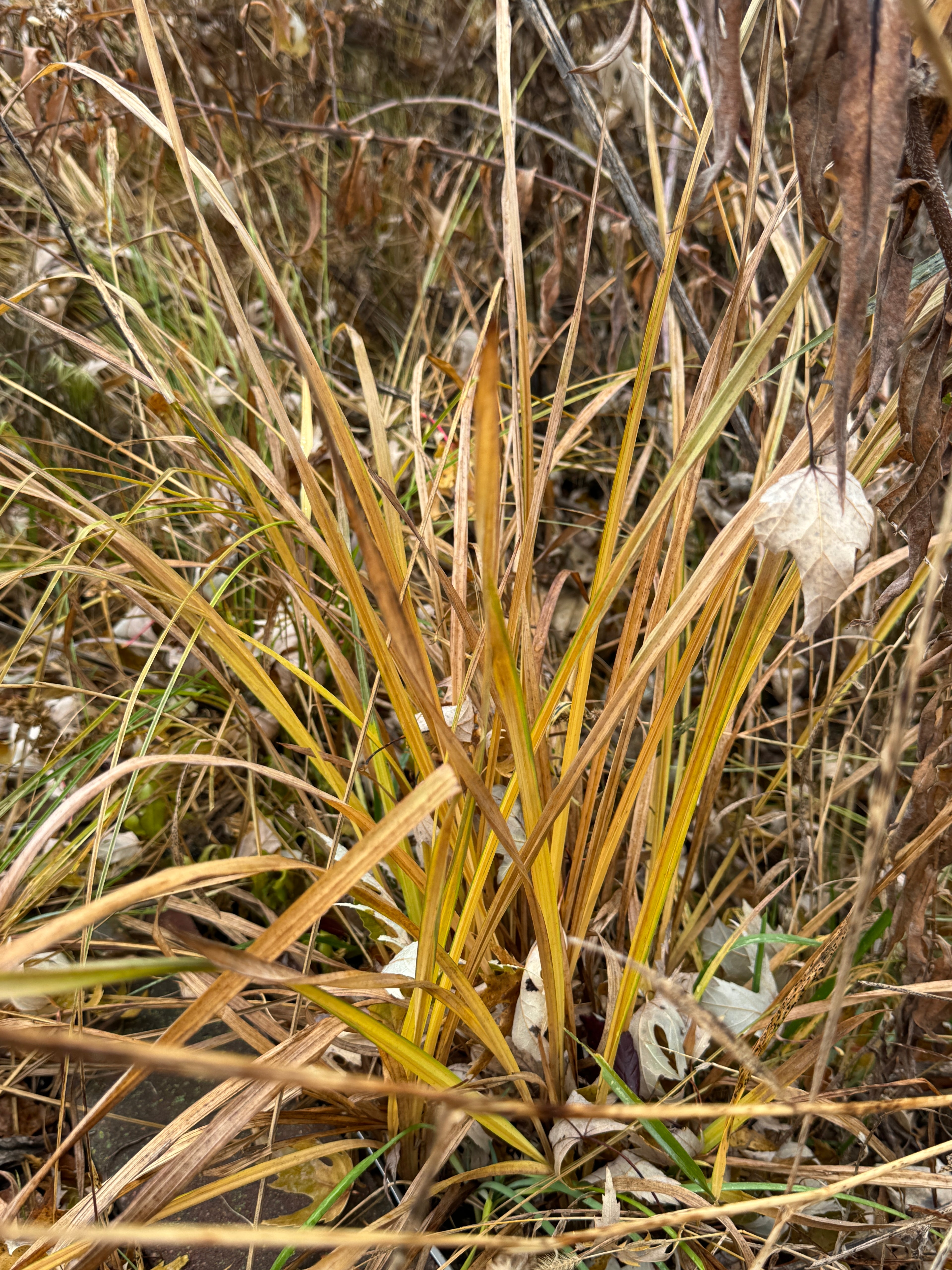 Gray's Sedge (Carex Grayi)