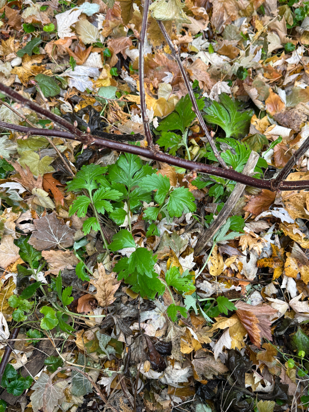 Virgina Waterleaf (Hydrophyllum Virginianum)
