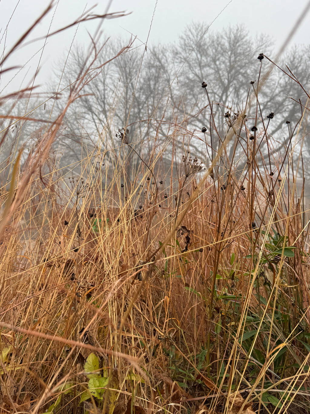 Little Bluestem (Schizachyrium Scoparium)