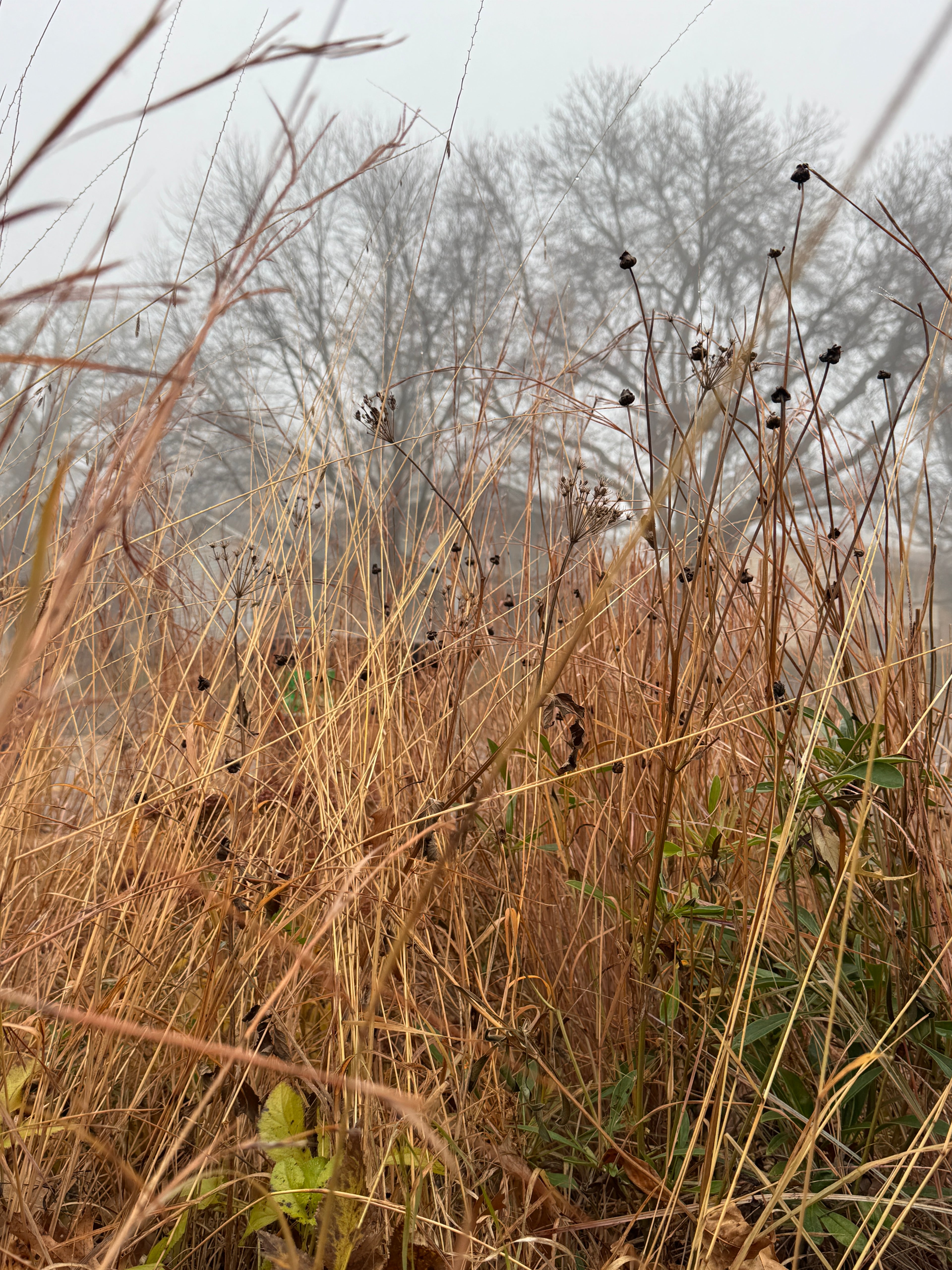 Little Bluestem (Schizachyrium Scoparium)