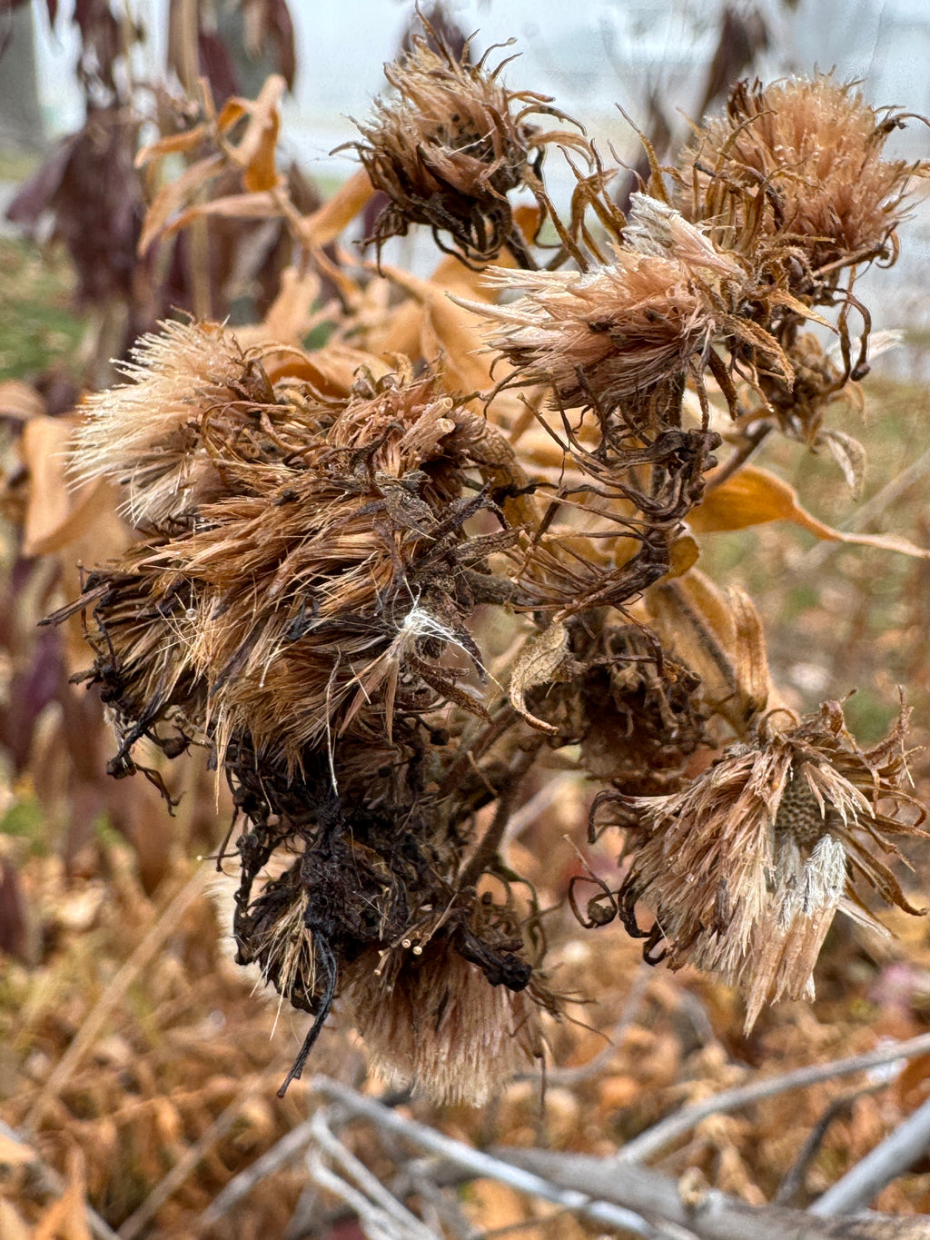 New England Aster (Symphyotrichum Novae-Angliae)