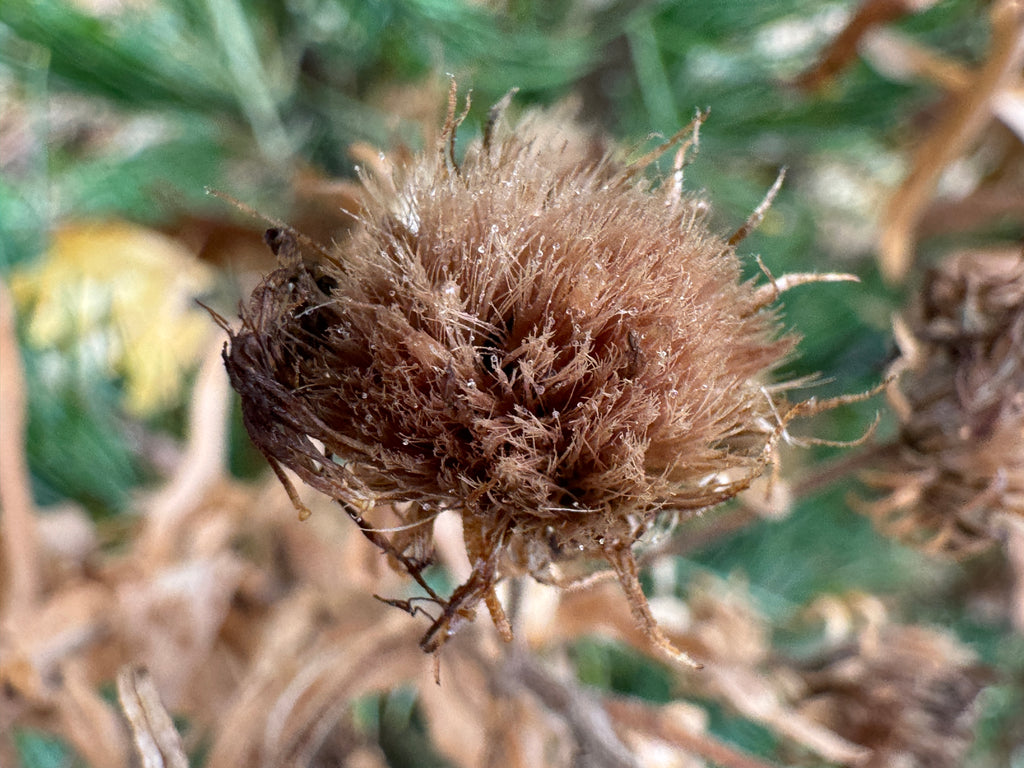 New England Aster (Symphyotrichum Novae-Angliae)