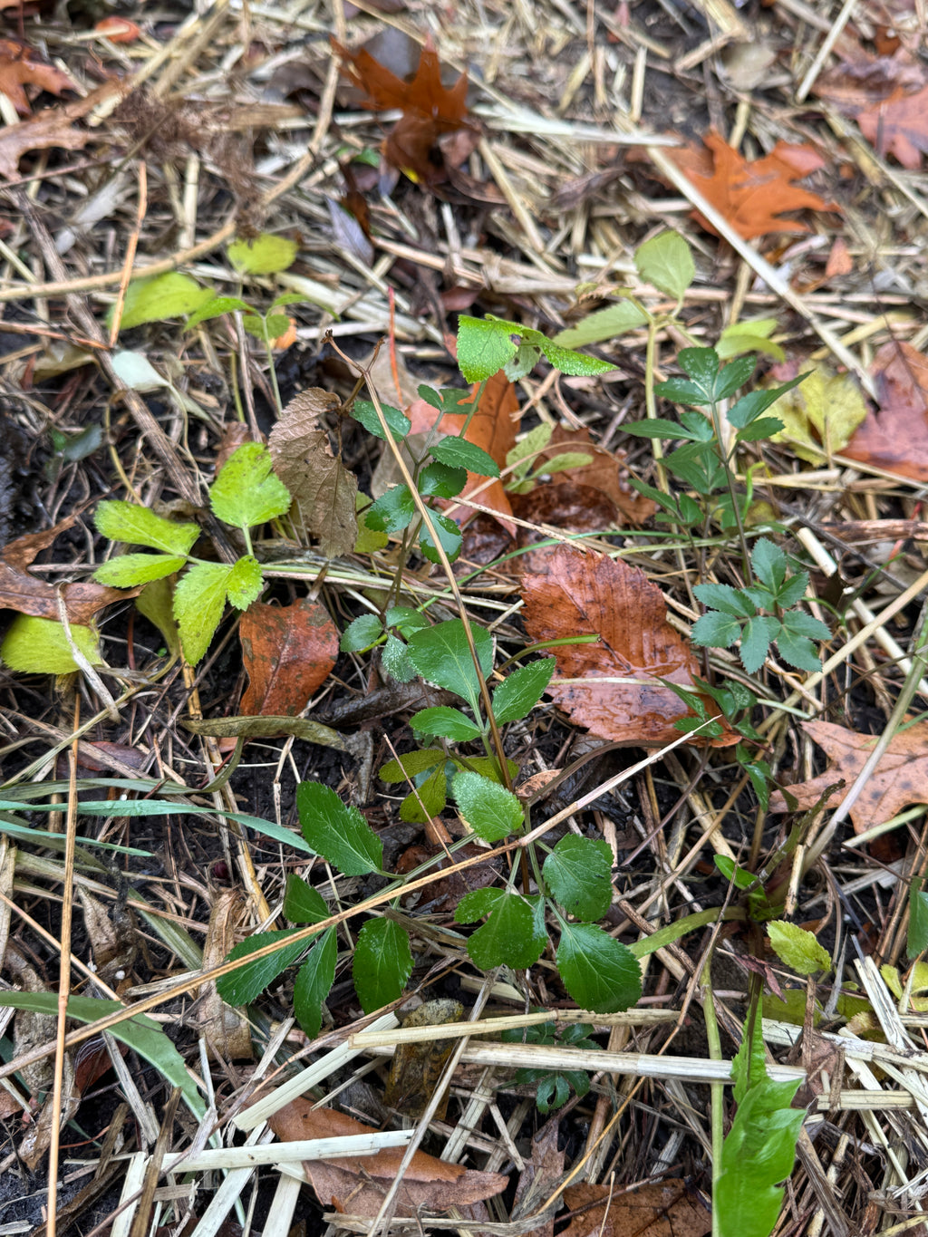 Golden Alexanders (Zizia Aurea)