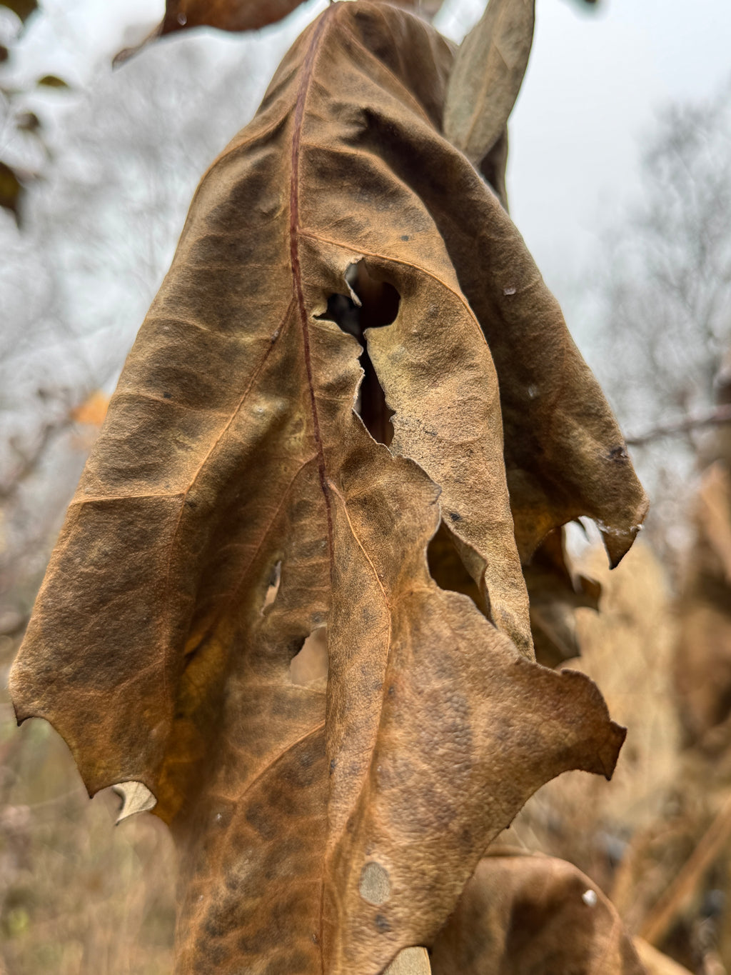 Cup Plant (Silphium Perfoliatum)