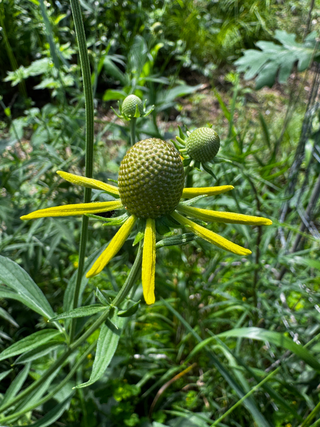 Gray-headed Coneflower (Ratibida pinnata)