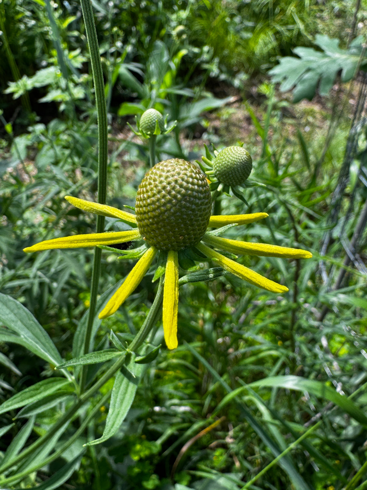Gray-headed Coneflower (Ratibida pinnata)