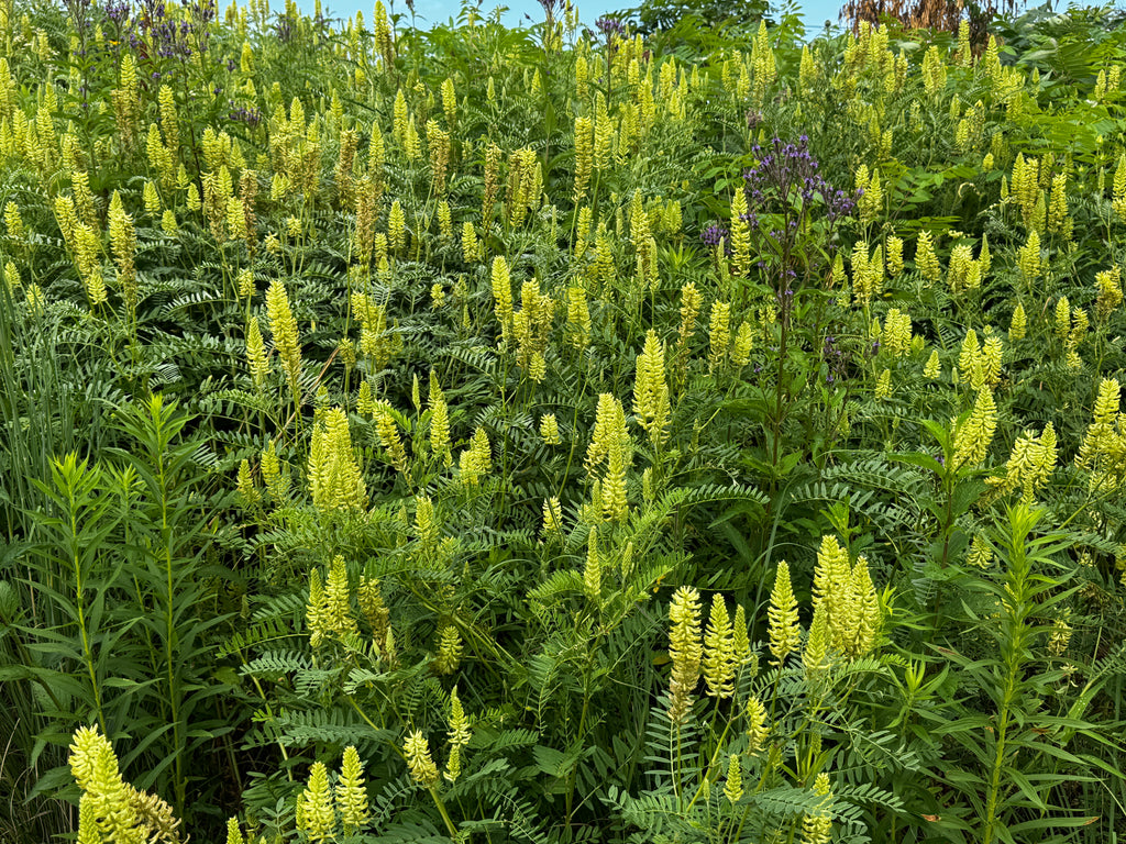 Canada Milkvetch (Astragalus canadensis)