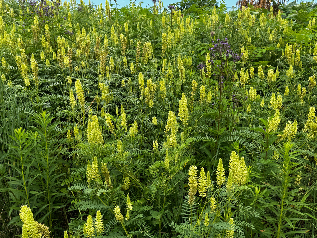 Canada Milkvetch (Astragalus canadensis)