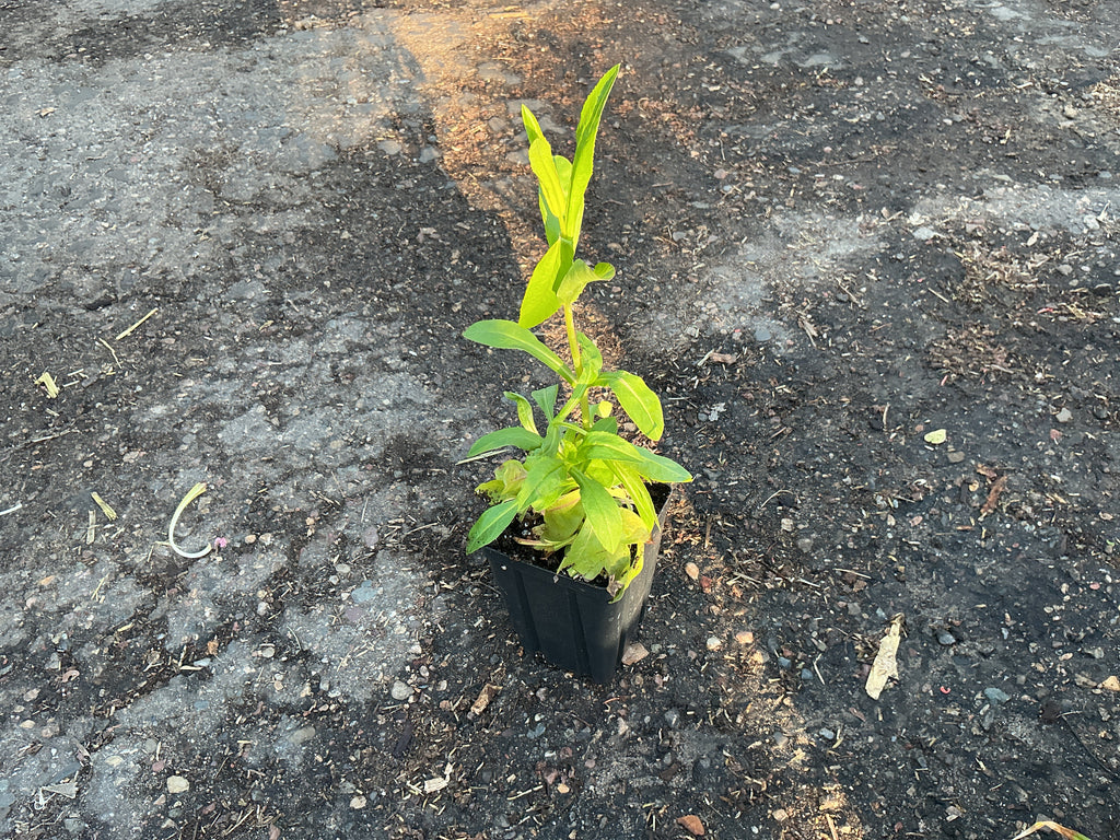 Calico Beardtongue (Penstemon calycosus)