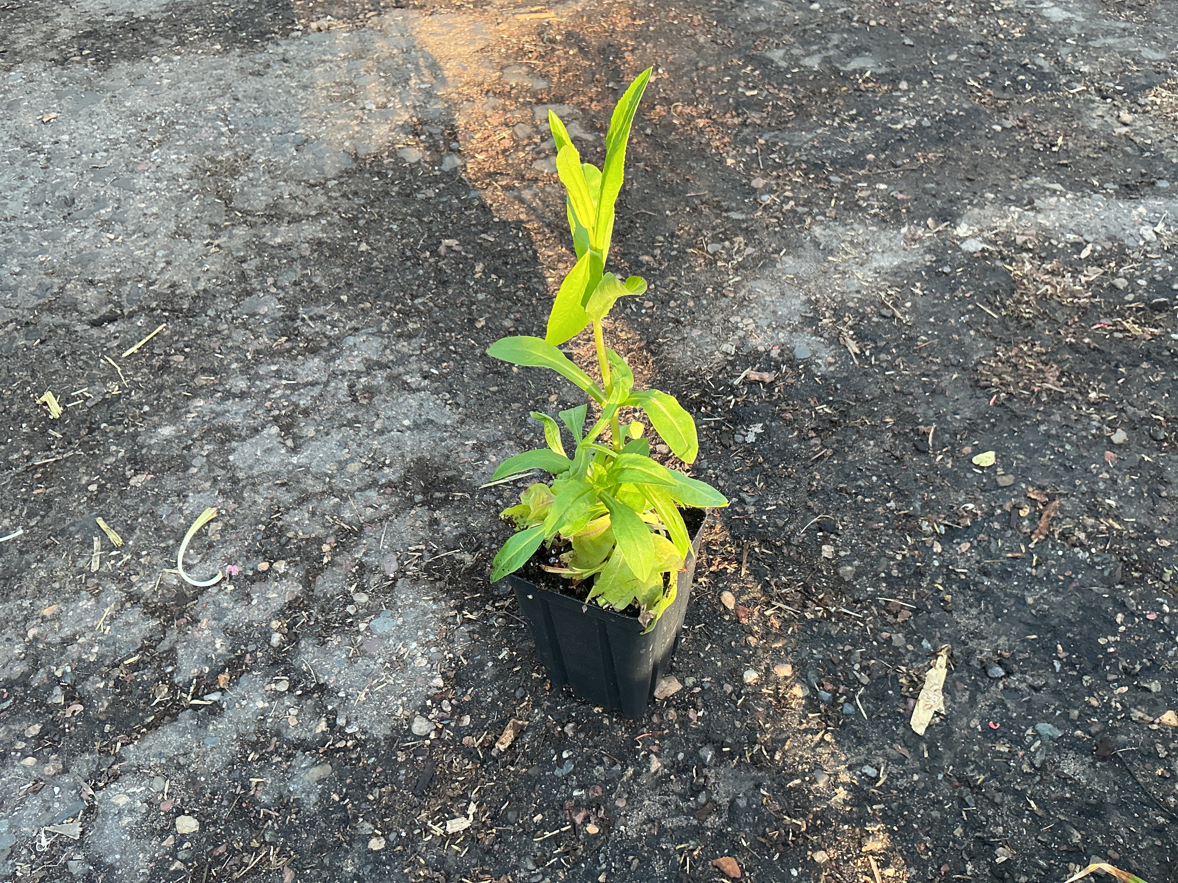 Calico Beardtongue (Penstemon calycosus)