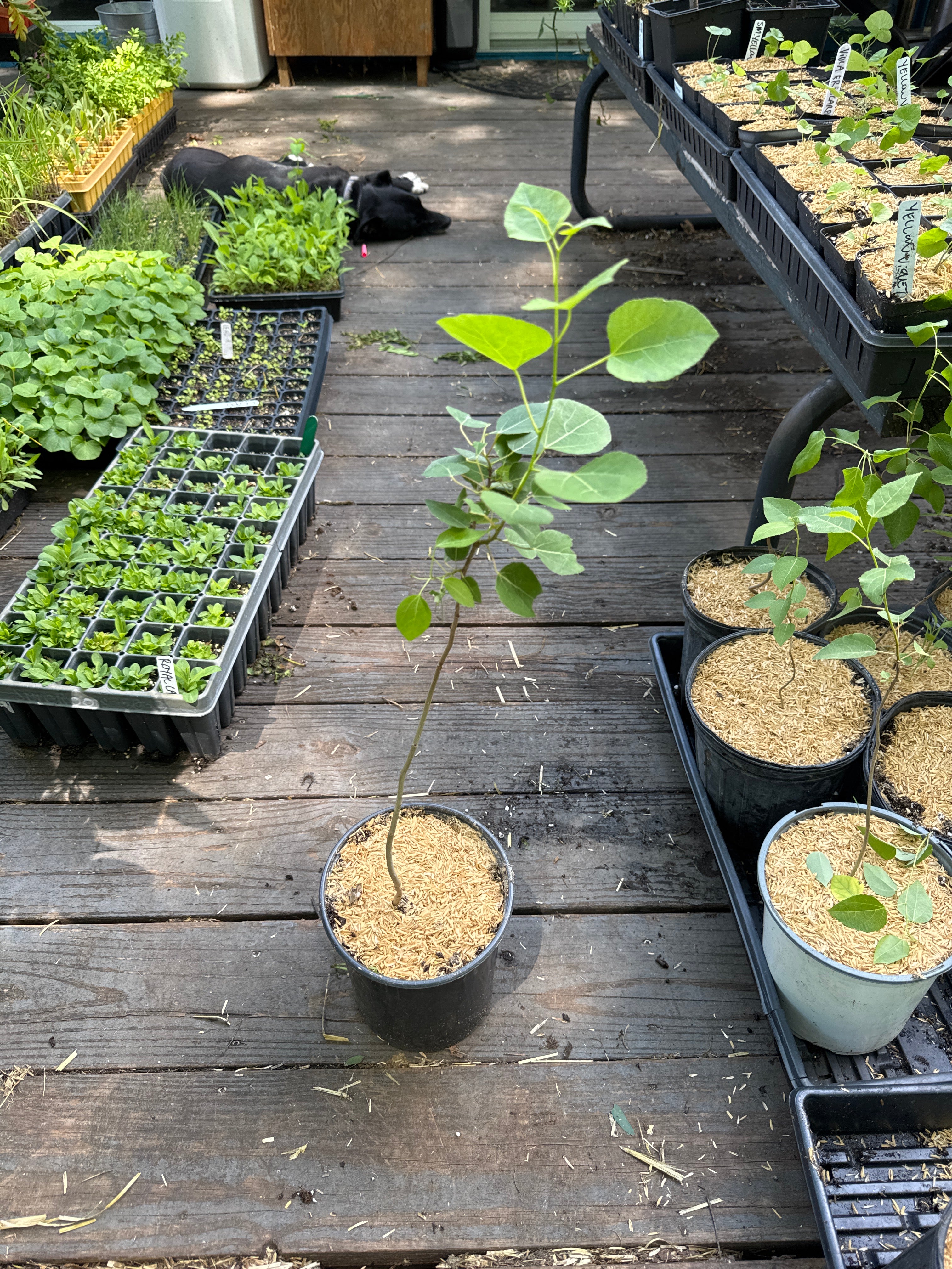 Quaking Aspen (Populus Tremuloides)