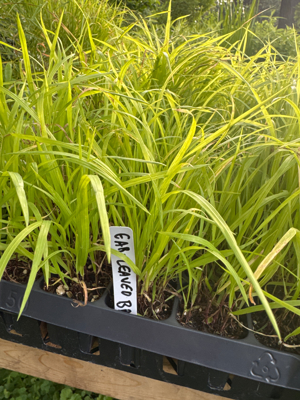 Ear-Leaved Brome (Bromus latiglumis)
