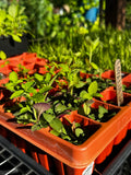 Indian Tobacco (Lobelia Inflata)