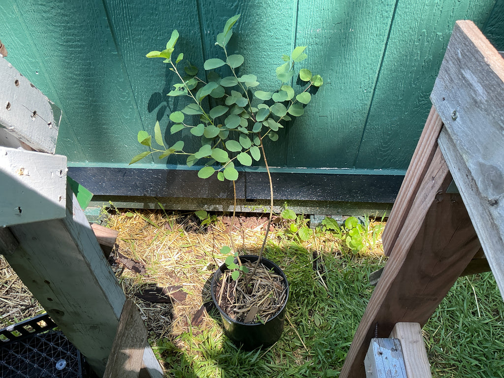 Saskatoon Serviceberry (Amelanchier Alnifolia)
