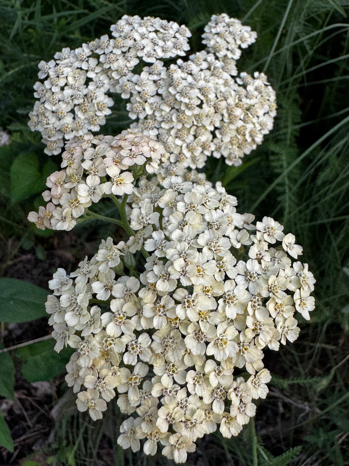 Common Yarrow (Achillea millefolium)