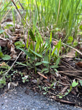 Scribner's Panic Grass (Dichanthelium Scribnerianum)